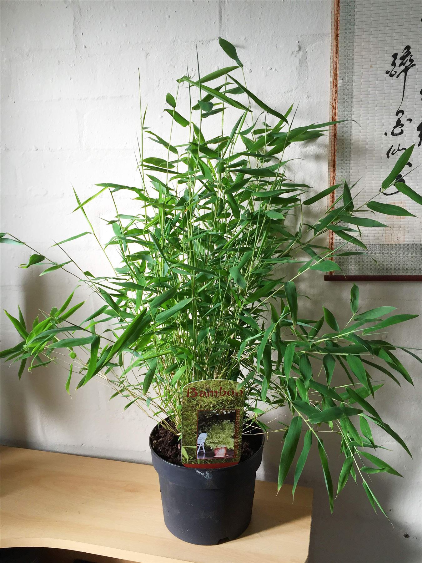 1 Bamboo Hardy Evergreen Gardening House Plant in Pot Inoor Outdoor