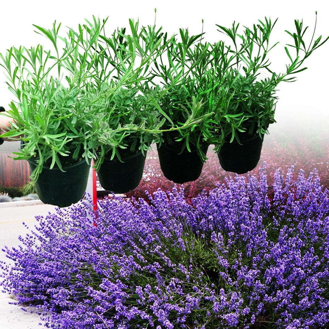 Hardy English Lavender Lavender Plant