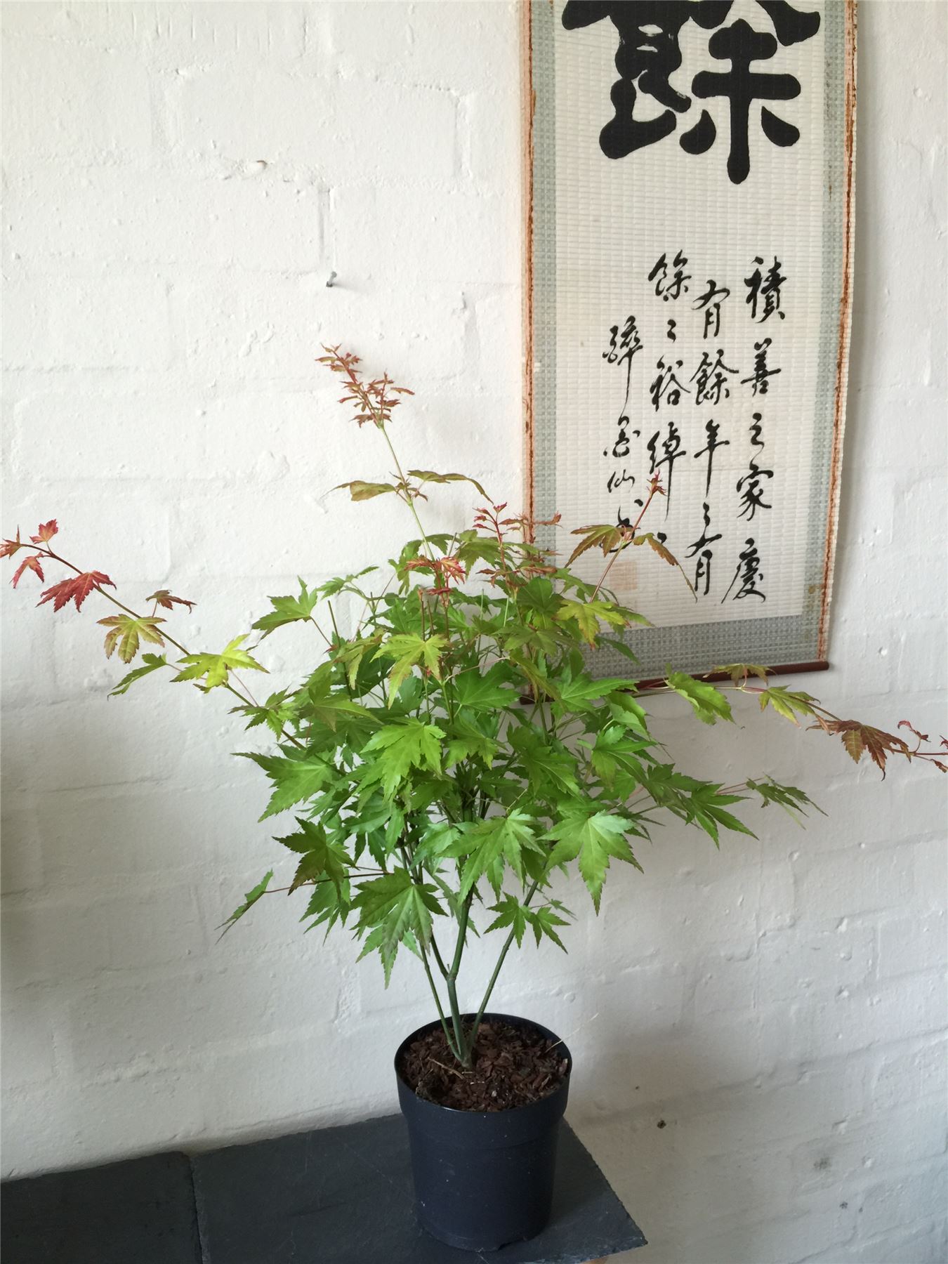 Japanese Maple Acer Palmatum House Tree Indoor Outdoor Plant Garden in