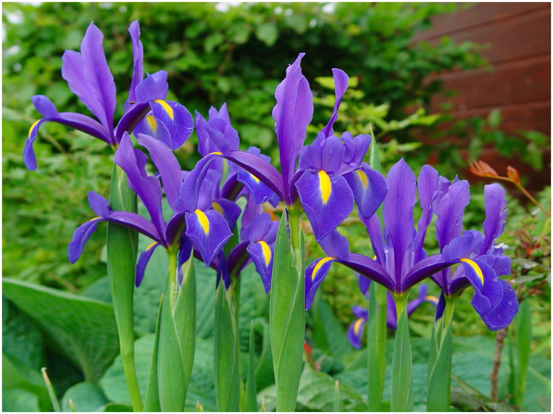 20 BLUE MAGIC DUTCH IRIS BULB CORM NICE BEAUTIFUL SPRING SUMMER FLOWER