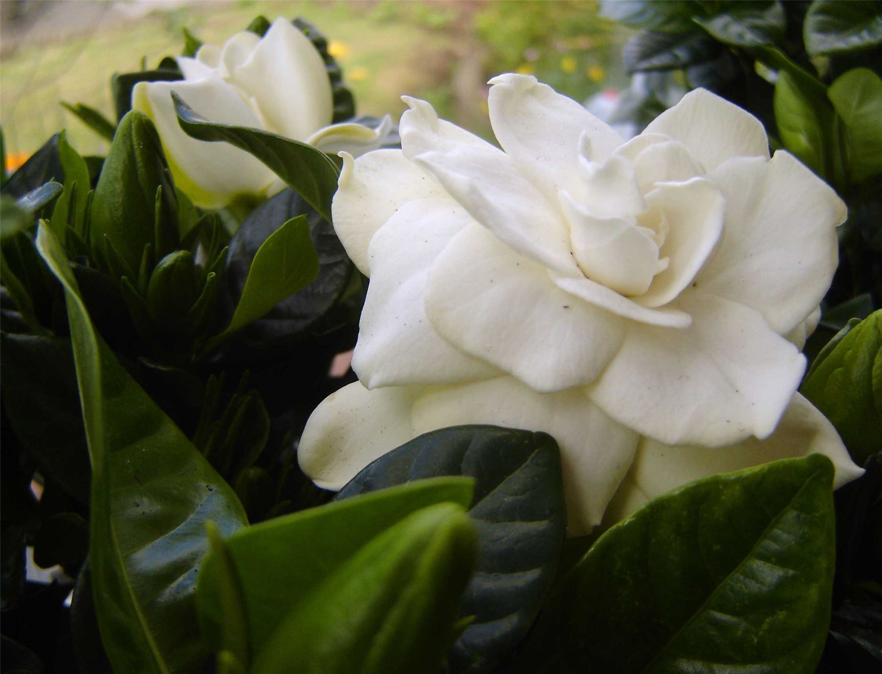 gardenia crown jewels care