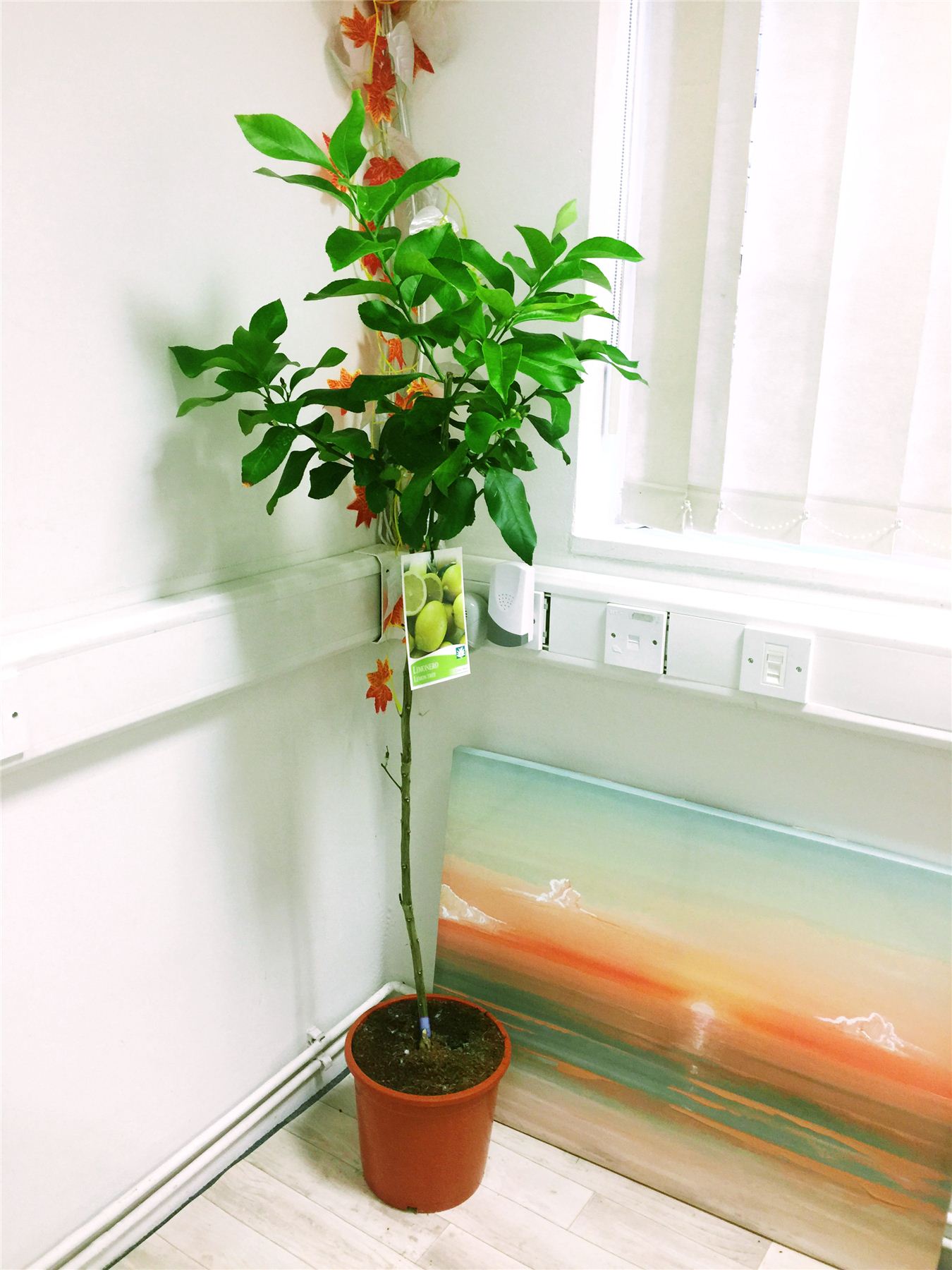 1 grande matura permanente PROFUMO LIMONE AGRUMI FRUTTA GIARDINO CASA ALBERO pianta in vaso