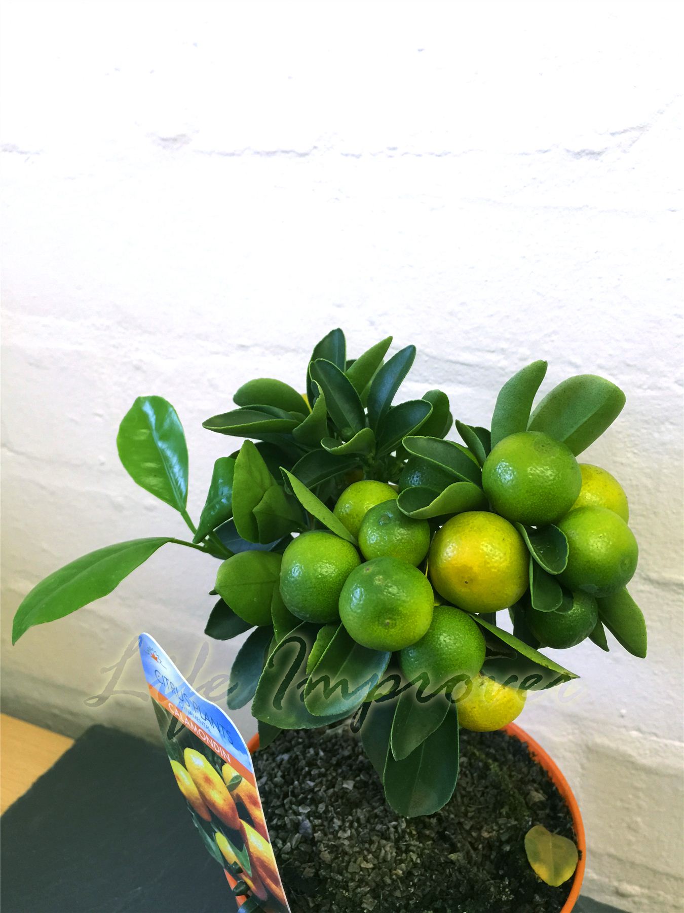 1 Dwarf Standing Calamondin Citrus Orange Fruit Tree Indoor Plant in Pot eBay