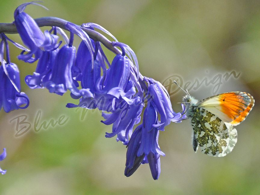 Hasenglöckchen 5 Tranditionelle Blauglocke Blau Knolle Frühling Blüher