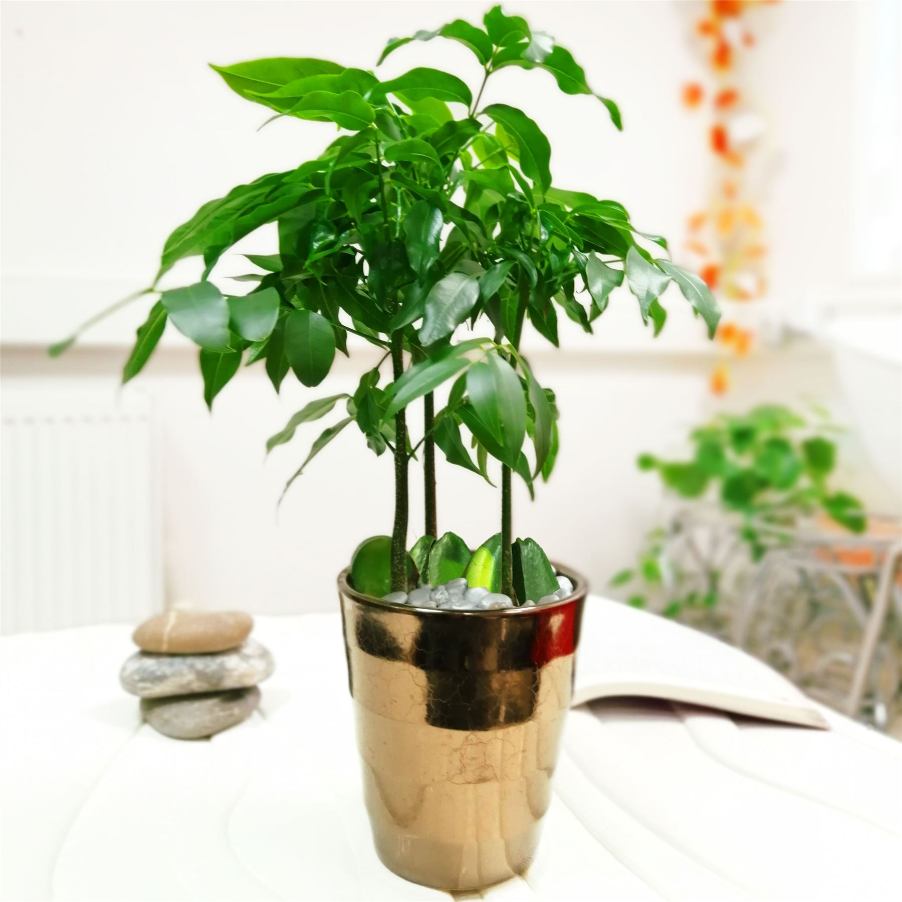 Morton Bay Australian Chestnut House Plant Jack's Beanstalk Indoor Tree