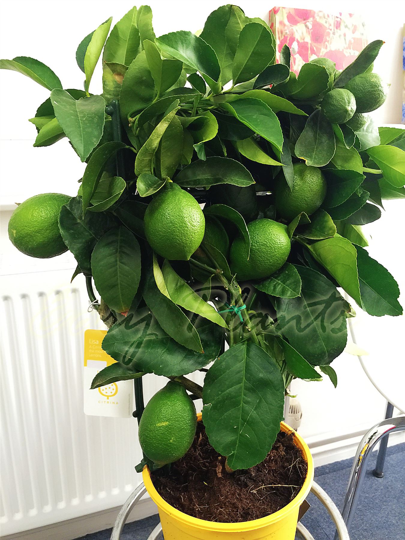 STANDING SCENT LEMON CITRUS FRUIT INDOOR TREE IN POT OUTDOOR INDOOR