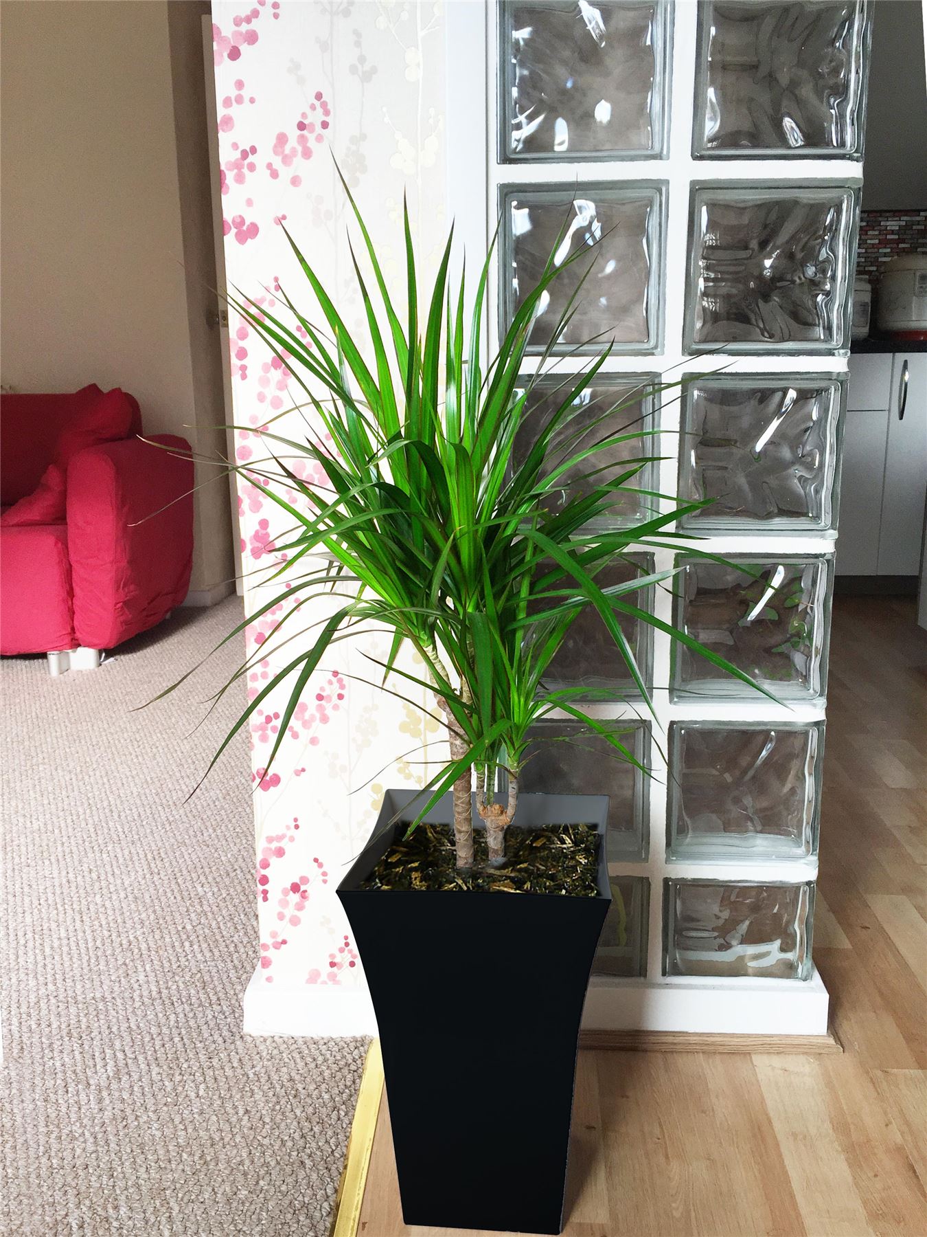 1 Large Indoor Tree Milano Gloss Pot Office House Conservatory Floor