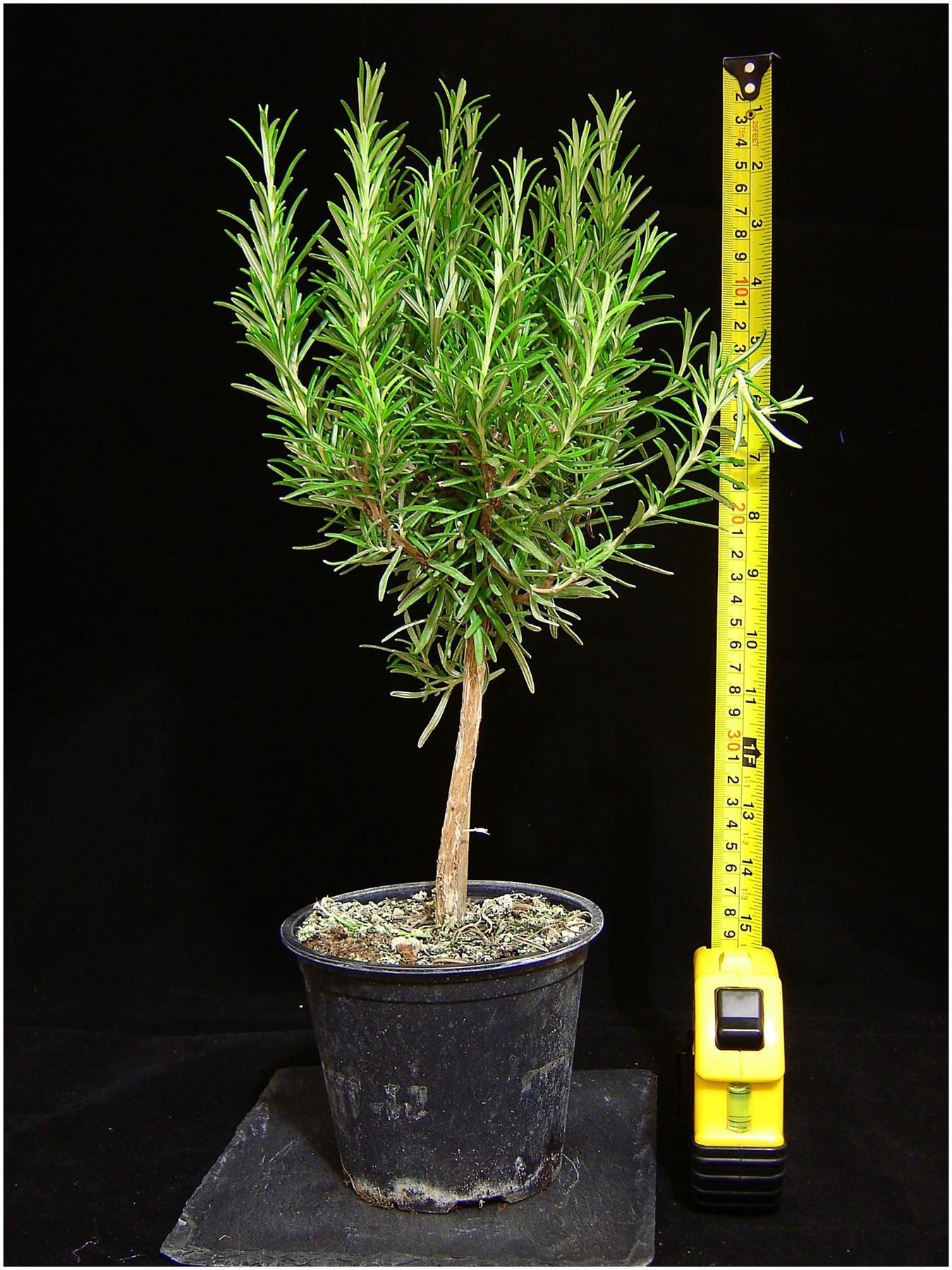 1 Hardy Fragrant Aromatic Stand Rosemary in Pot Indoor ... 1 Hardy Fragrant Aromatic Stand Rosemary in Pot Indoor ... on {keyword}