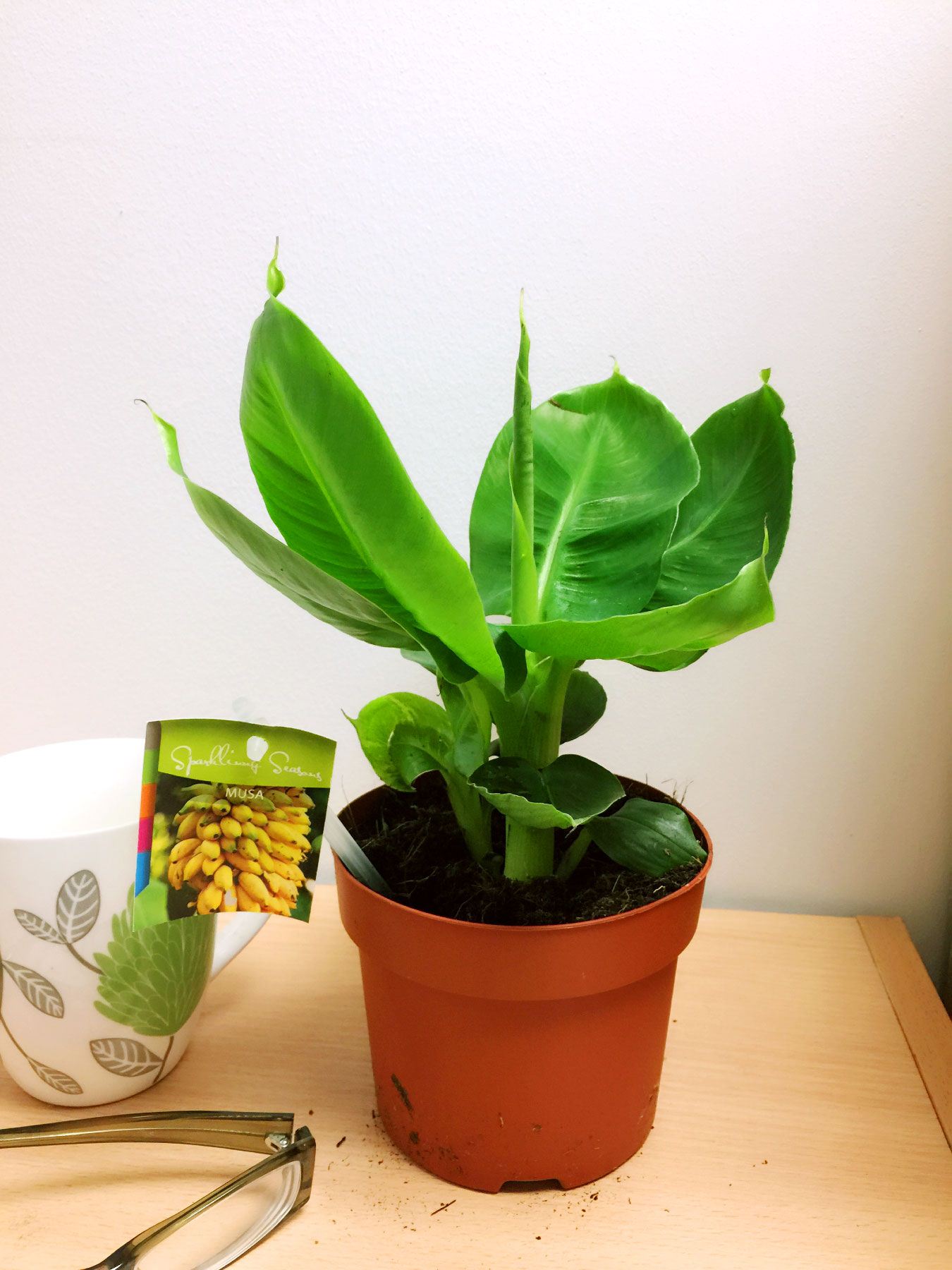 1 Ethiopian Banana House Plant Musaceae Tropical Indoor Outdoor