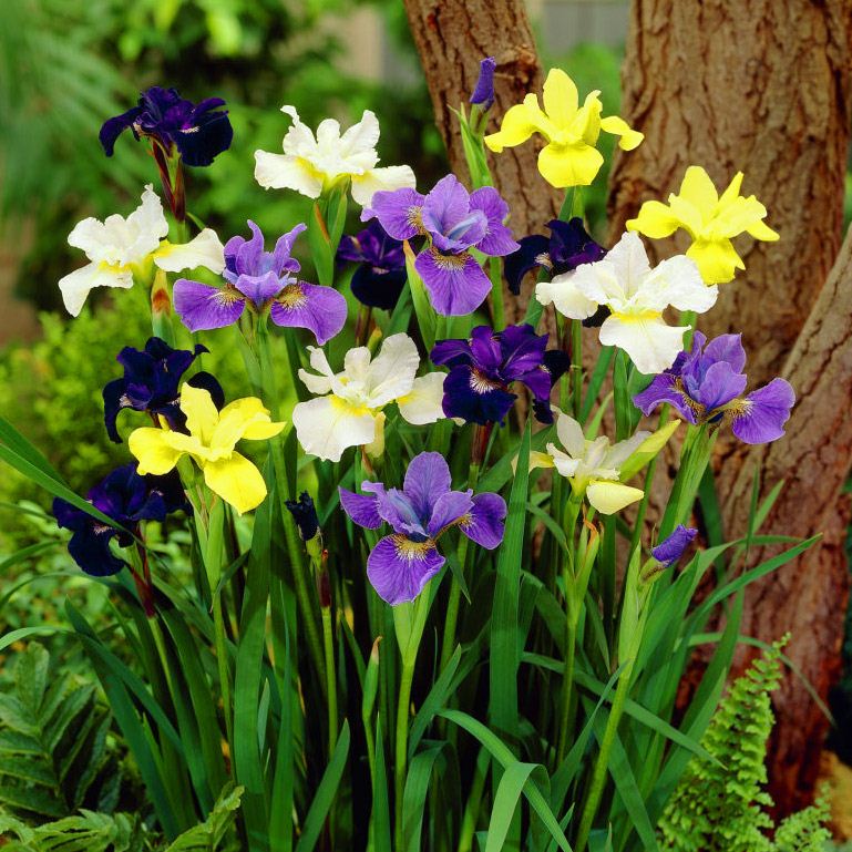 25 MIX MIXED COLOUR DUTCH IRIS SPRING GARDEN BULB CORM 4 SUMMER