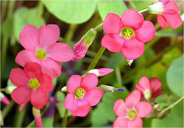 30 Iron Cross Oxalis Deppei Lucky Clover Good Luck Plant Bulbs Corms