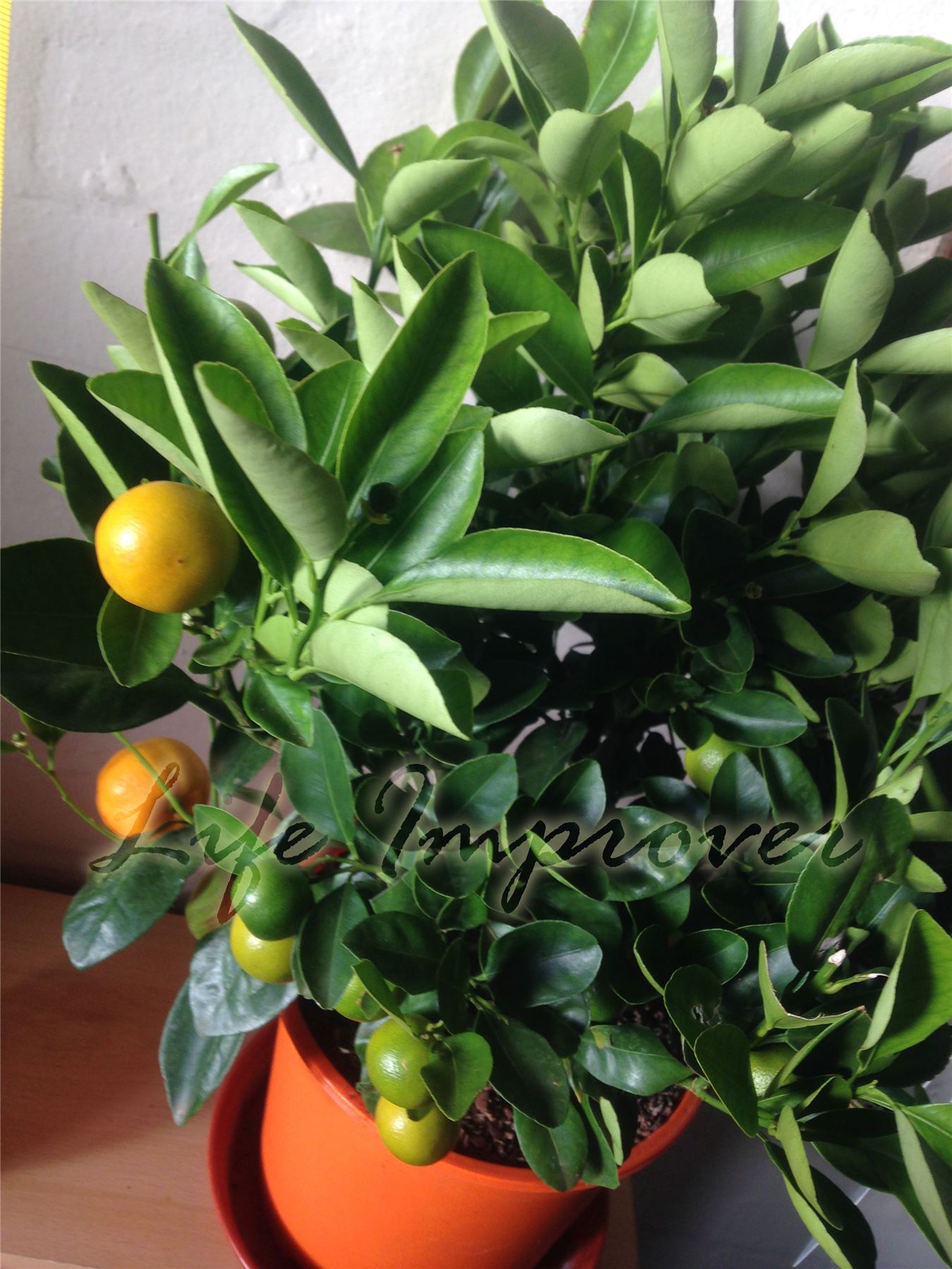 1 Dwarf Standing Calamondin Citrus Orange Fruit Tree Indoor Plant in