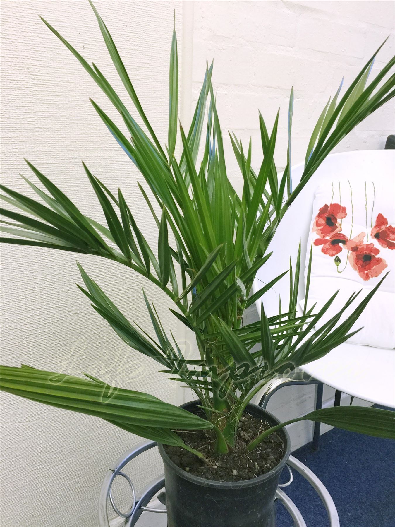 1 Phoenix Canariensis Canary Island Date Palm Tree in Pot Garden