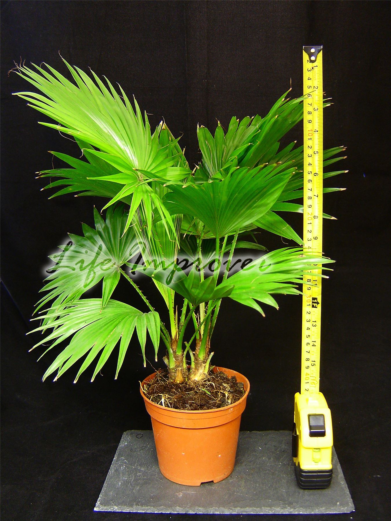 1 Palm Tree in Pot Indoor Tropical Garden Plant Footstool Fan Palm