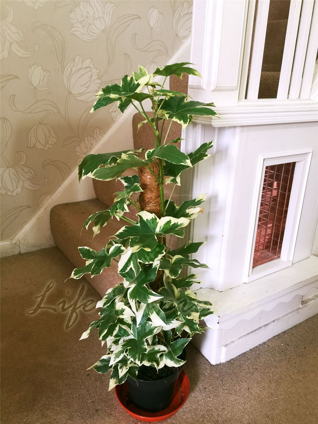 1 European English Ivy Hedera Hhelix Evergreen Climber