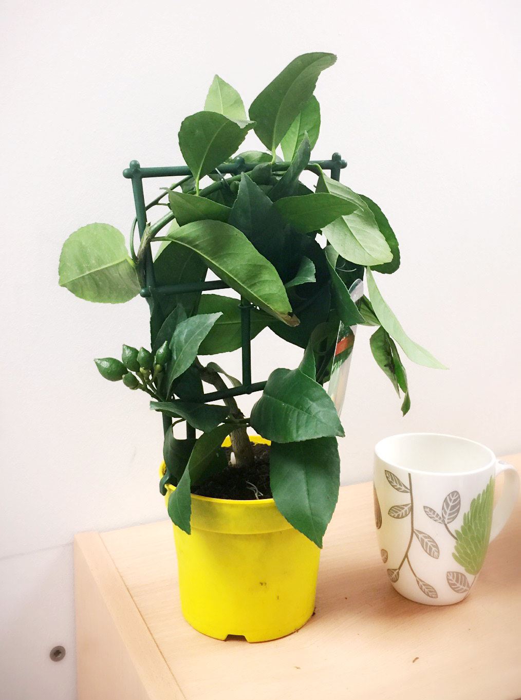 1 LEMON INDOOR TREE POT OUTDOOR GARDEN SCENT CITRUS FRUIT TRELLIS