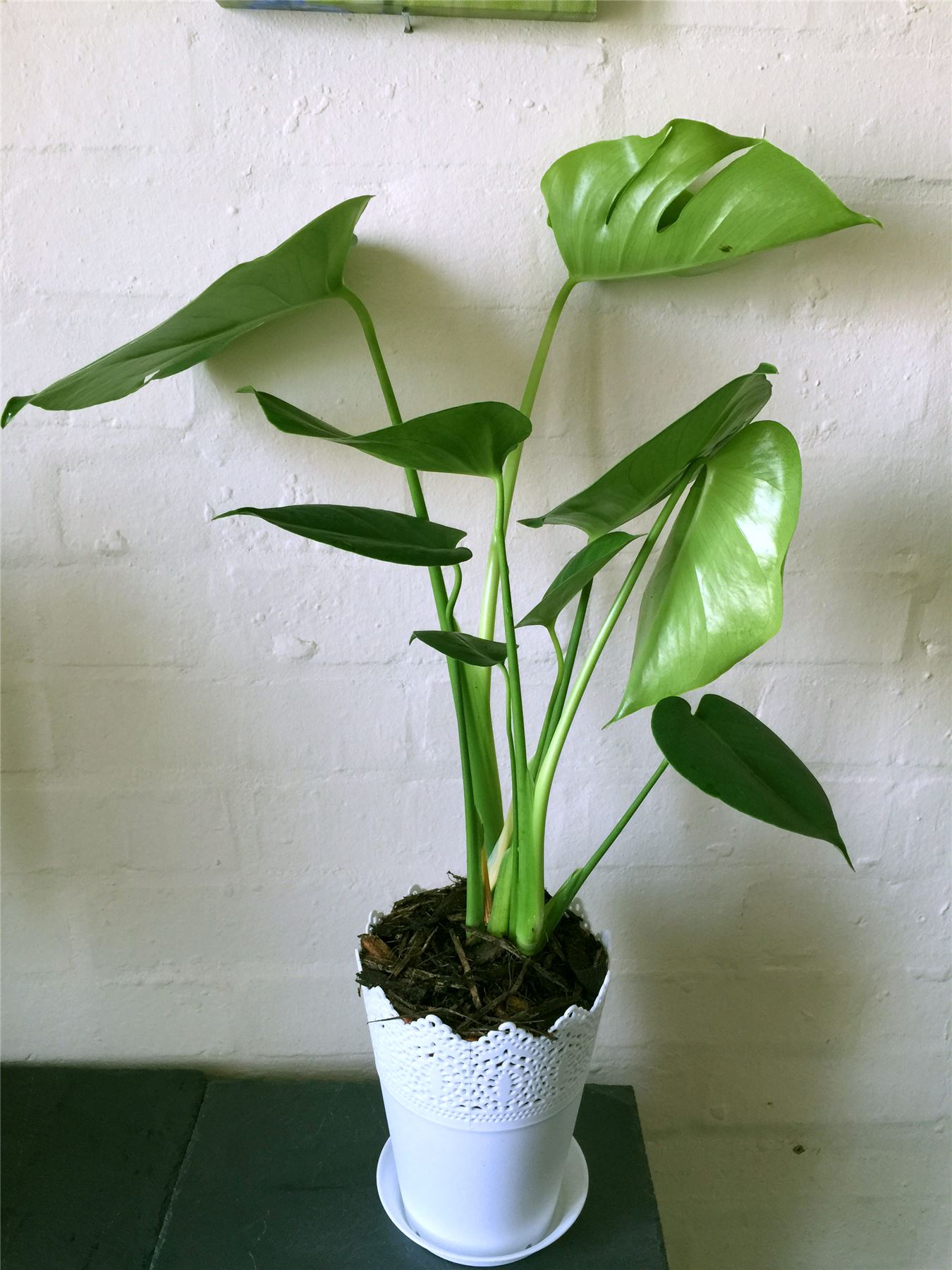 50cm Swiss Cheese Plant in Pot Climbing Monstera Deliciosa Garden