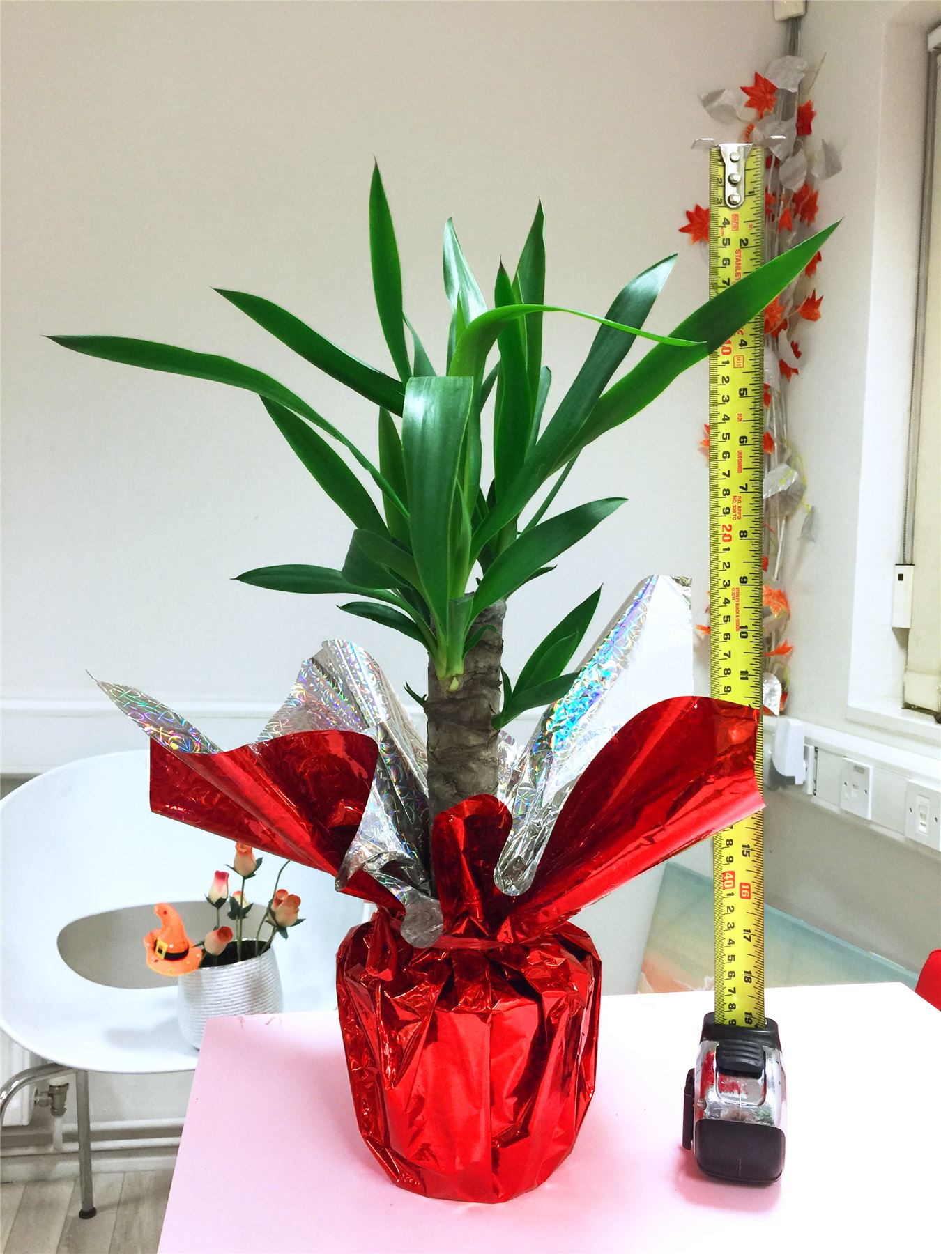 1 Large House Plant Pot in Cellophane Gift Wrap Valentine's Day