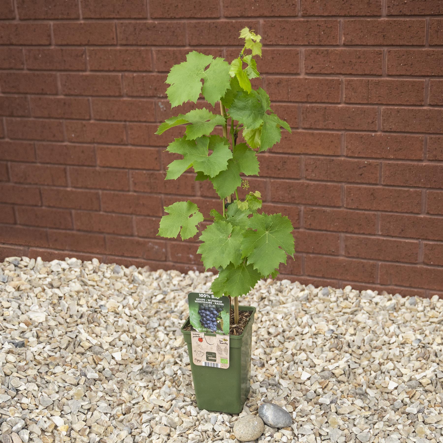 Outdoor Grape Standing Garden Climber Plant Pot Black Green Red Fruit