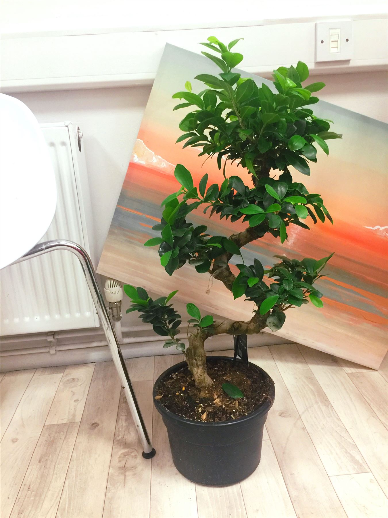 1 Large Ficus Benjamina Weeping Fig Tree S Shape Bonsai Evergreen