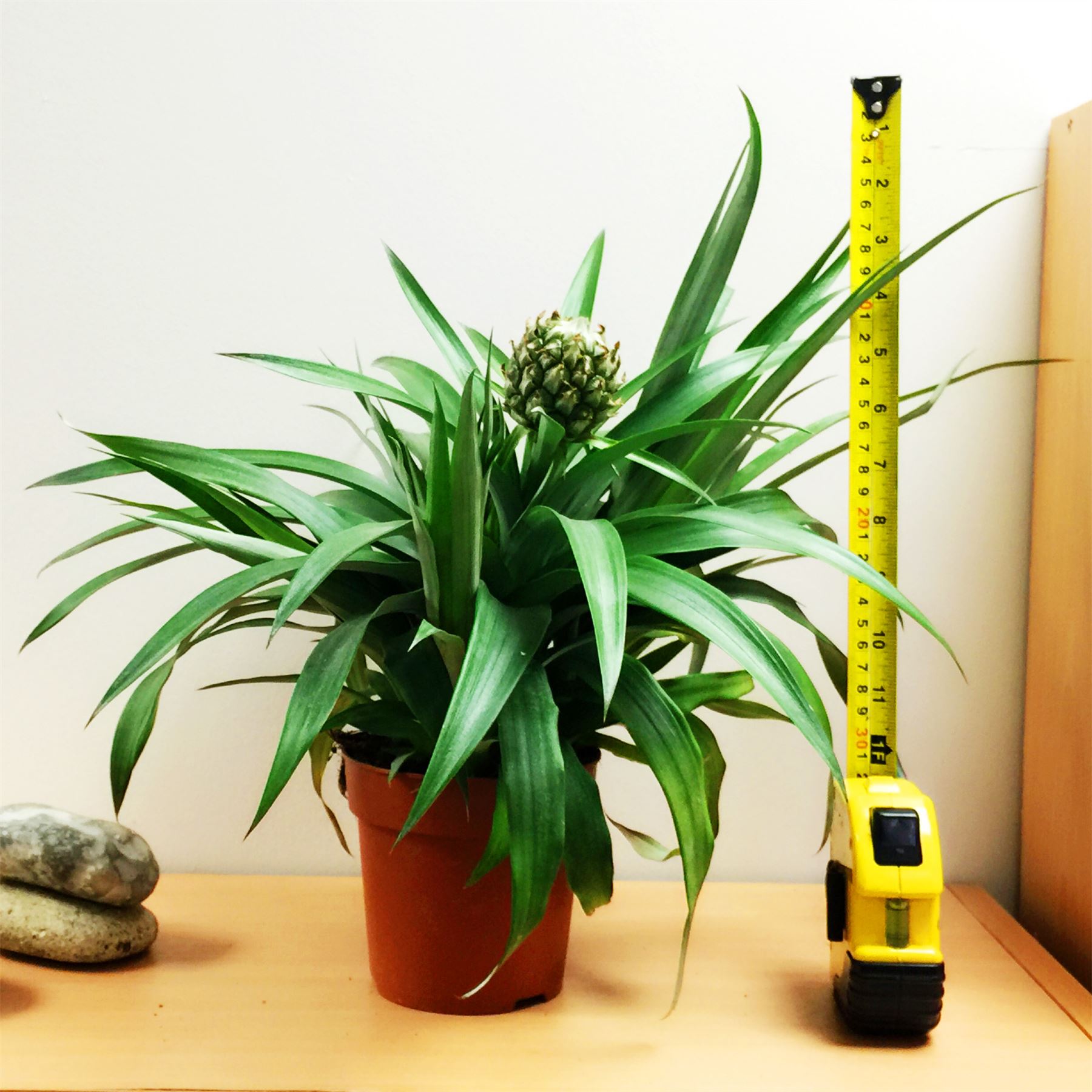 Giardino esotica tropicale MINI ANANAS FRUITED Indoor Plant in Pot W