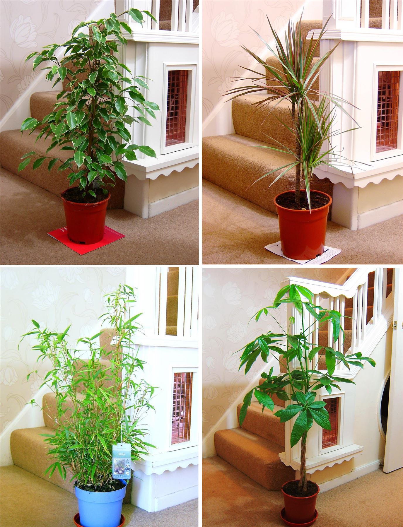 1 LARGE EVERGREEN INDOOR HOUSE PLANT @ POT Office Home Conservatory Garden  Tree | eBay