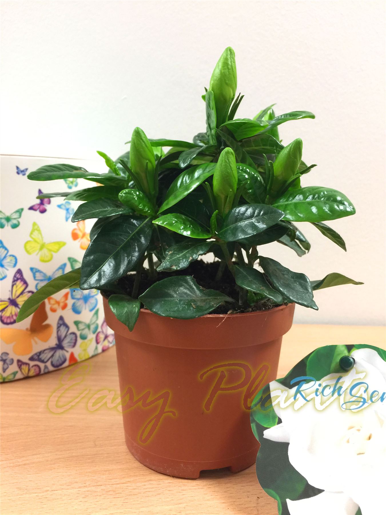 1 SCENTED FRAGRANCE GARDENIA JASMINE EVERGREEN INDOORN HOUSE PLANT IN