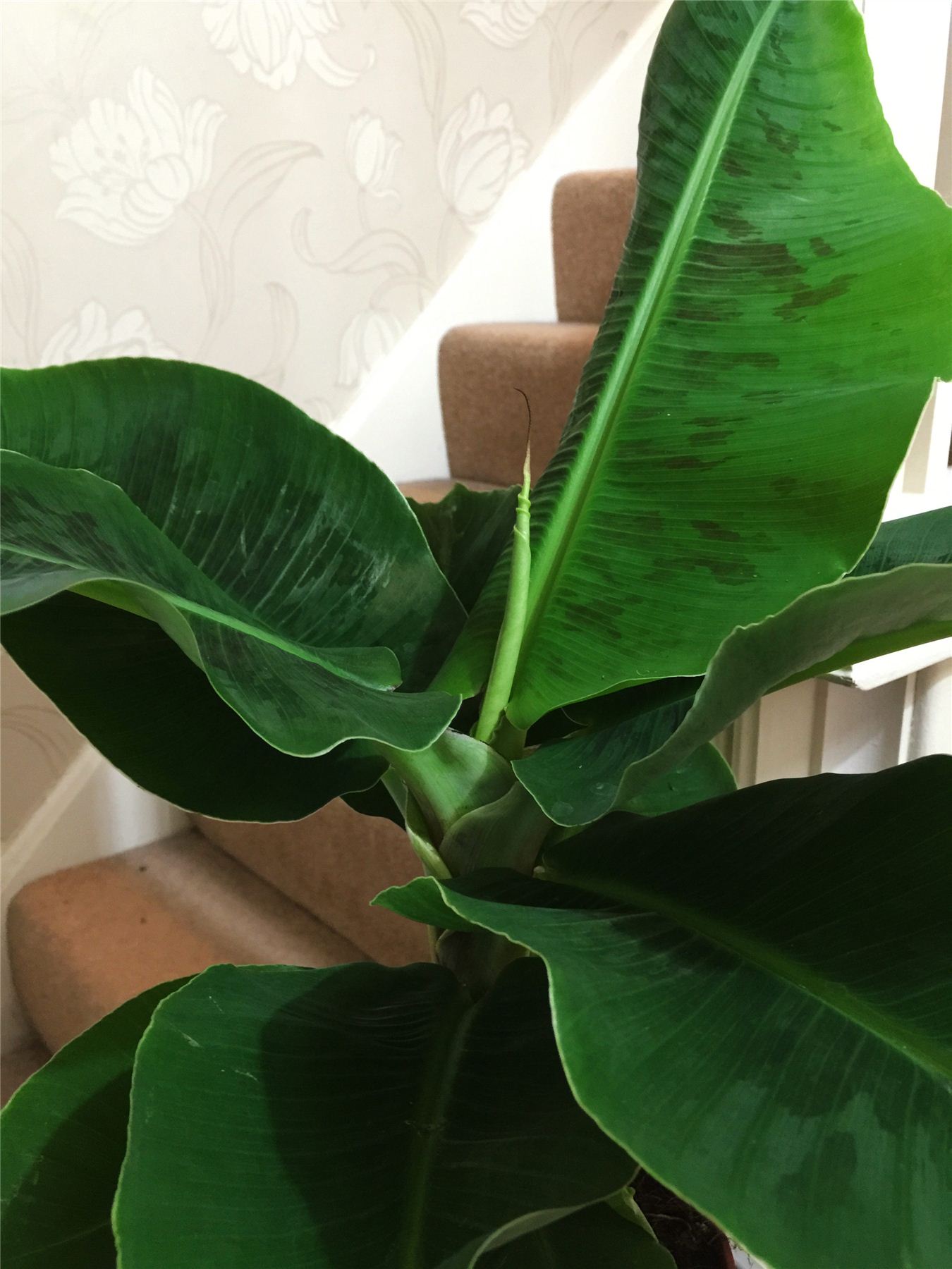 Musa Dwarf Cavendish Blood Banana Plant Evergreen Indoor House Tree In