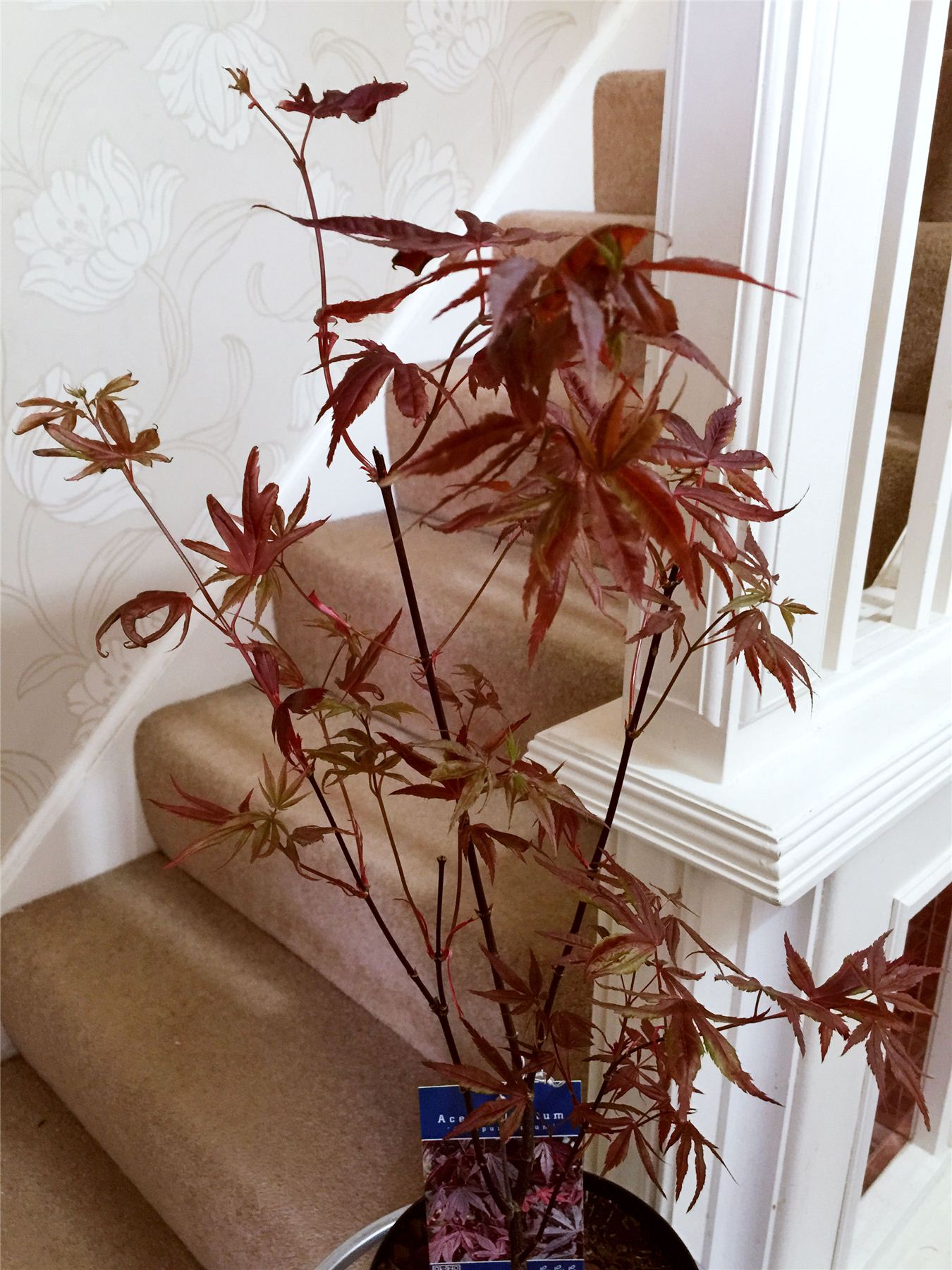 Japanese Maple Acer Palmatum House Tree Indoor Outdoor Plant Garden in