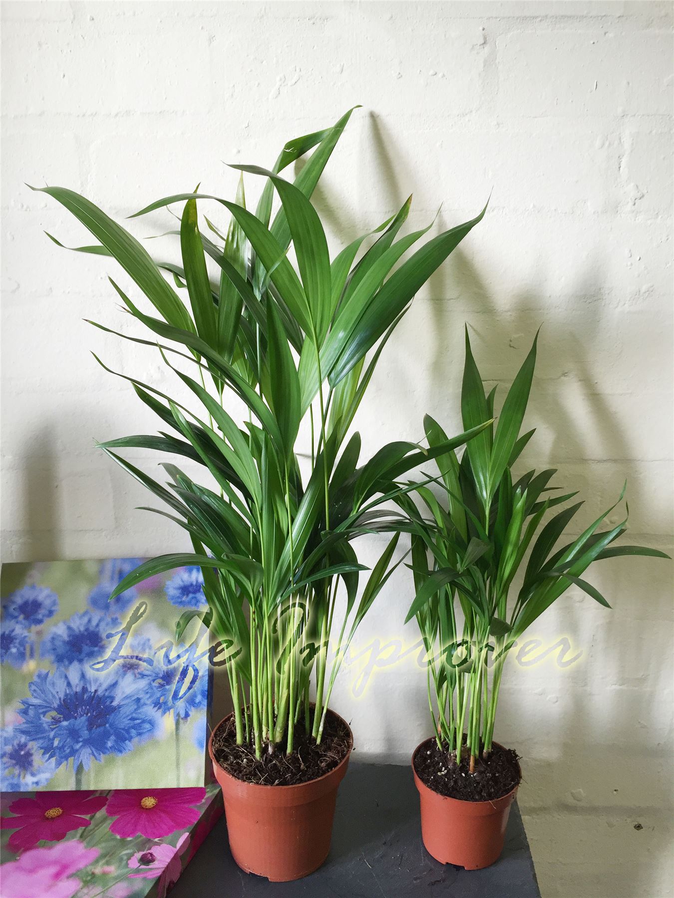 1 areca palm plant in pot cane palm indoor garden office evergreen