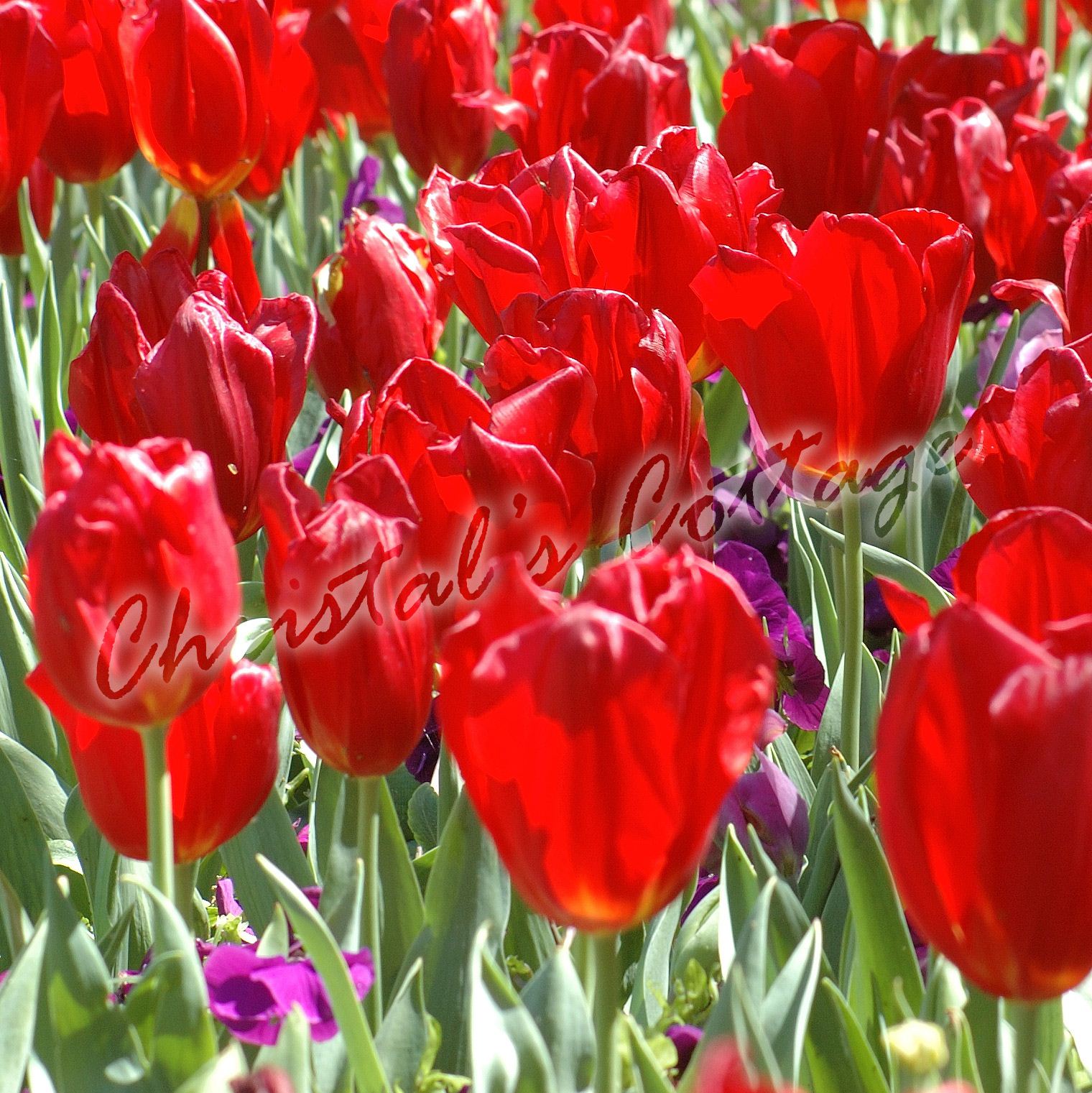 8 PLAIN COLOUR TULIPS AUTUMN GARDENING SPRING FLOWER BULB CORM RED PINK