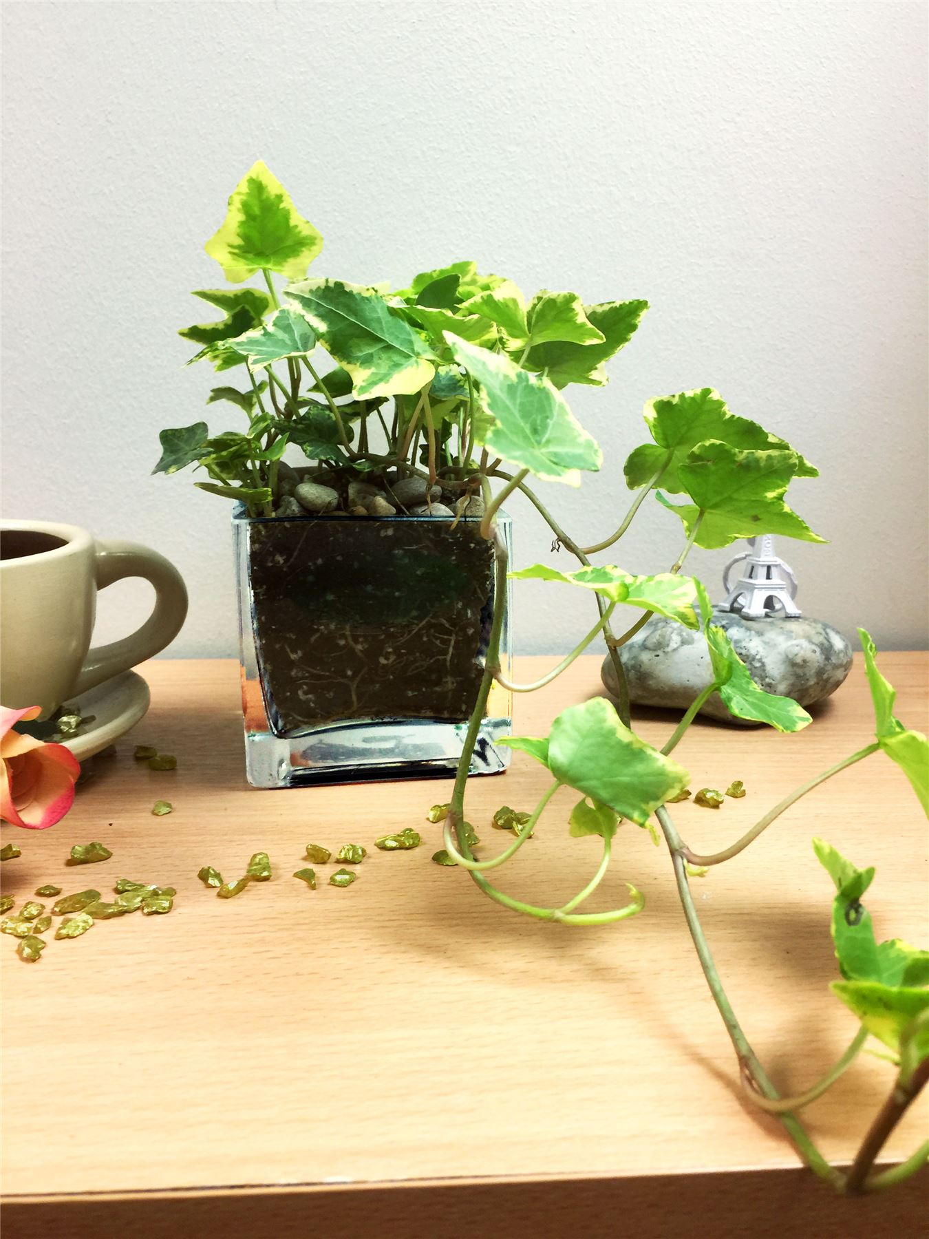 English Ivy Hedera Evergreen Hardy Wall Climbing Hanging Baskets Gardening Plant - Picture 7 of 13