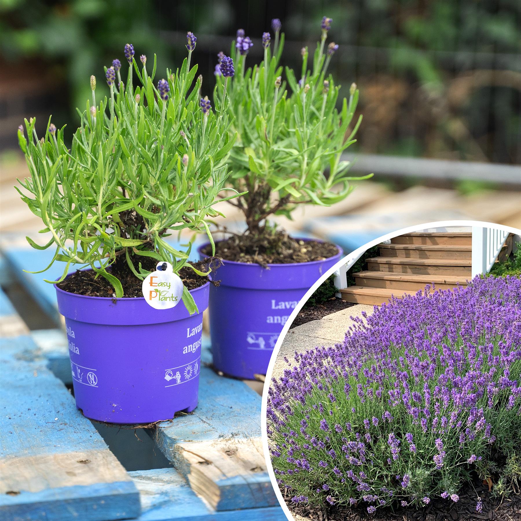 Fragrant True English Lavender Violet Flower Hardy Garden Plant Shrub