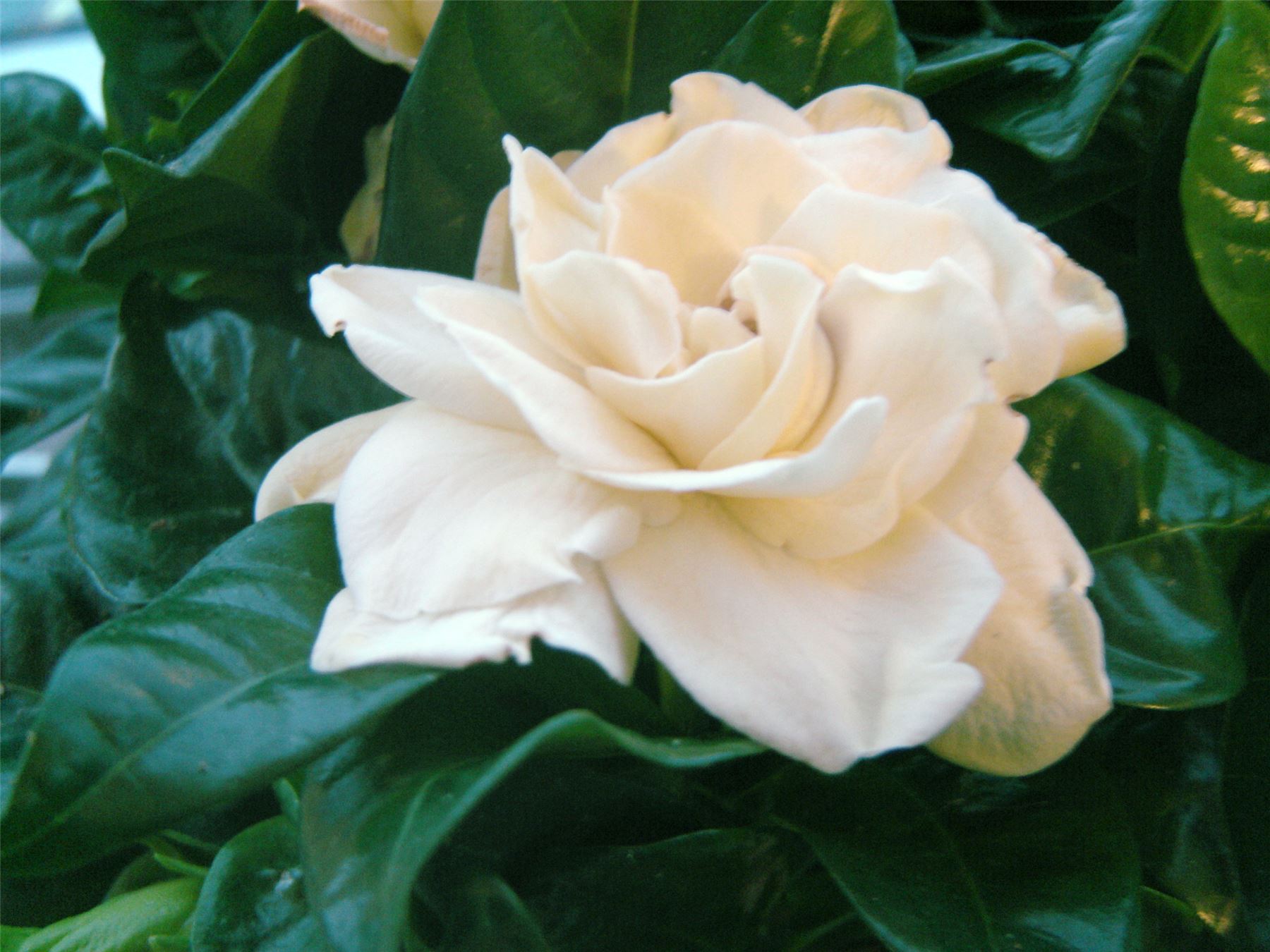 1 SCENTED FRAGRANCE GARDENIA JASMINE EVERGREEN INDOORN HOUSE PLANT IN POT GARDEN