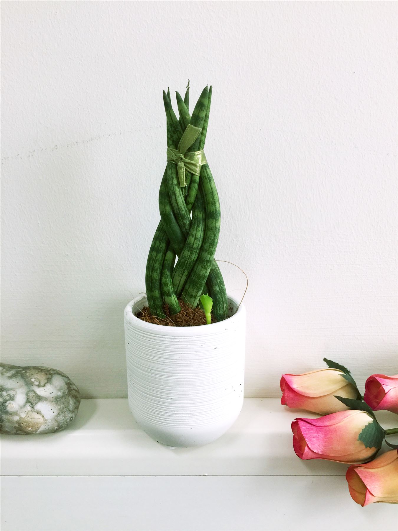 Skyline Spear Sansevieria Patio Succulents Cylindrical Snake Plant
