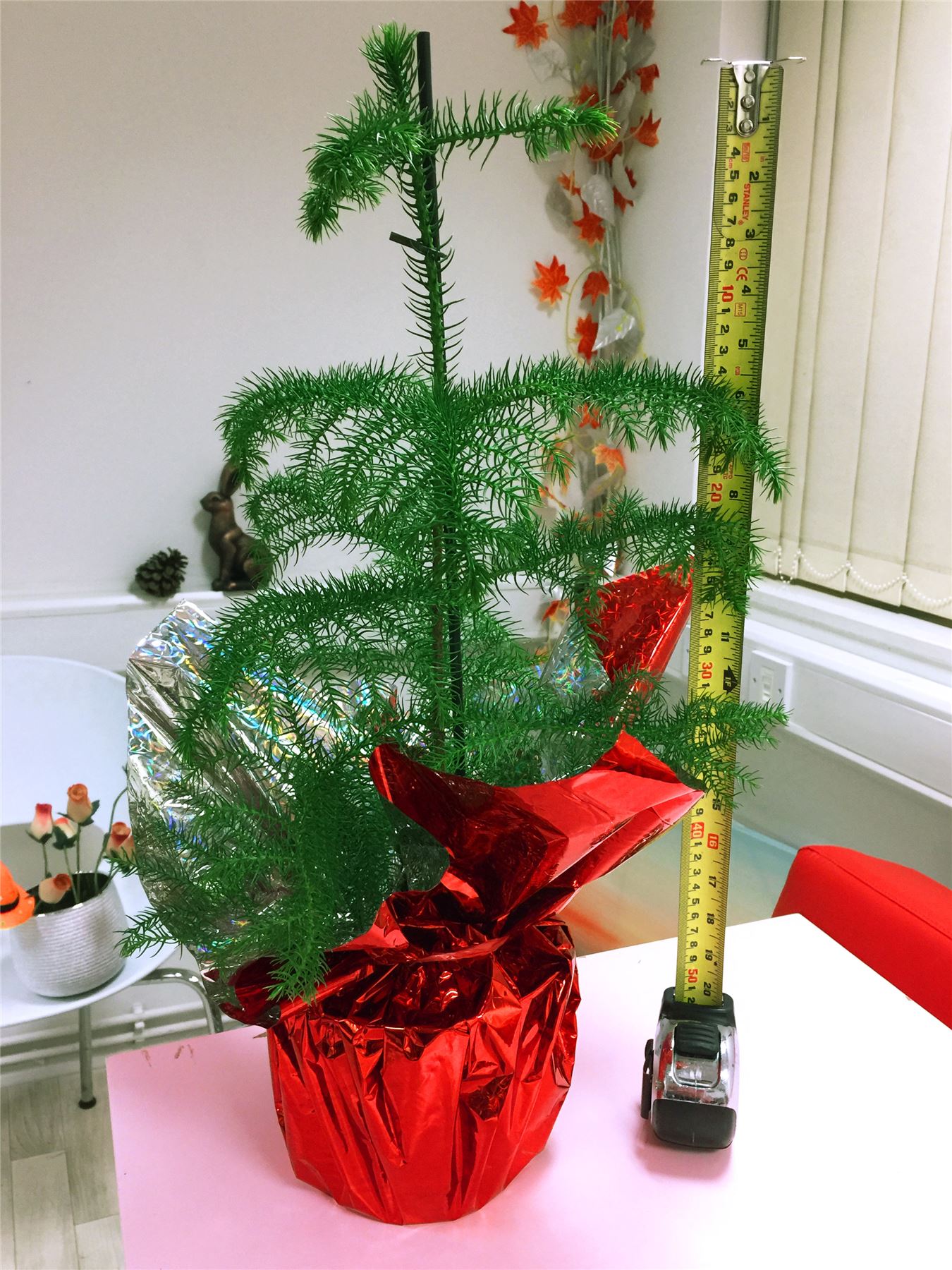 1 Large House Plant Pot in Cellophane Gift Wrap Valentine's Day