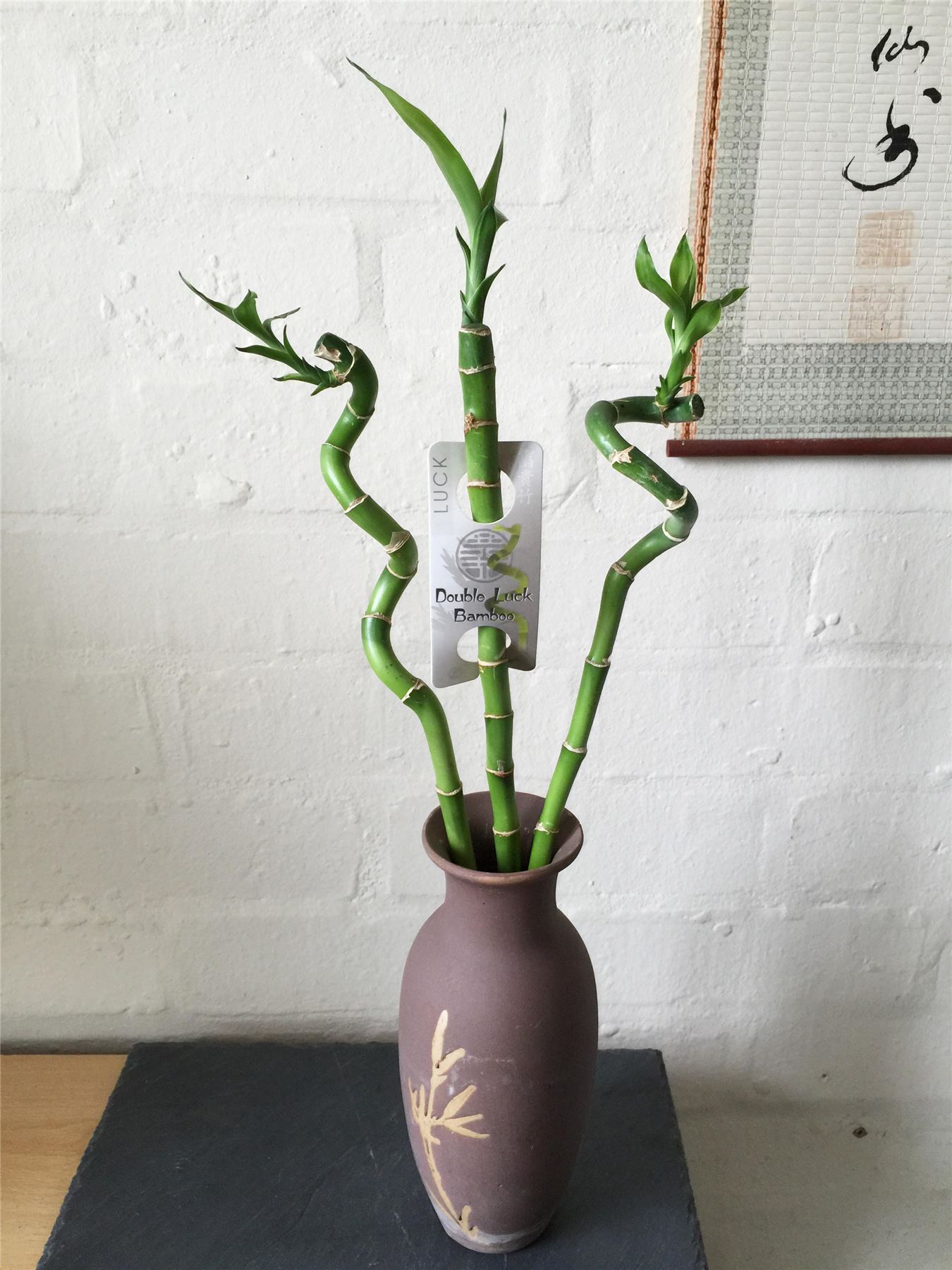 1 Spiral Straight Lucky Bamboo Group Ribbon Plant