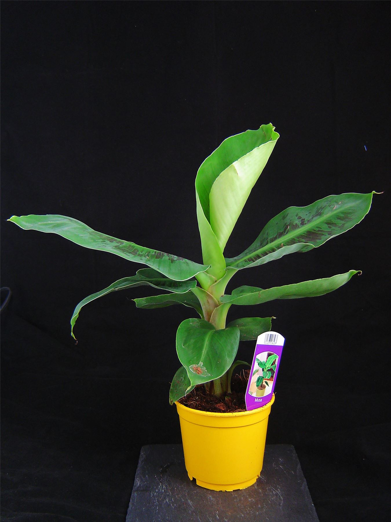 1 Ethiopian Banana House Plant Musaceae Tropical Indoor Outdoor