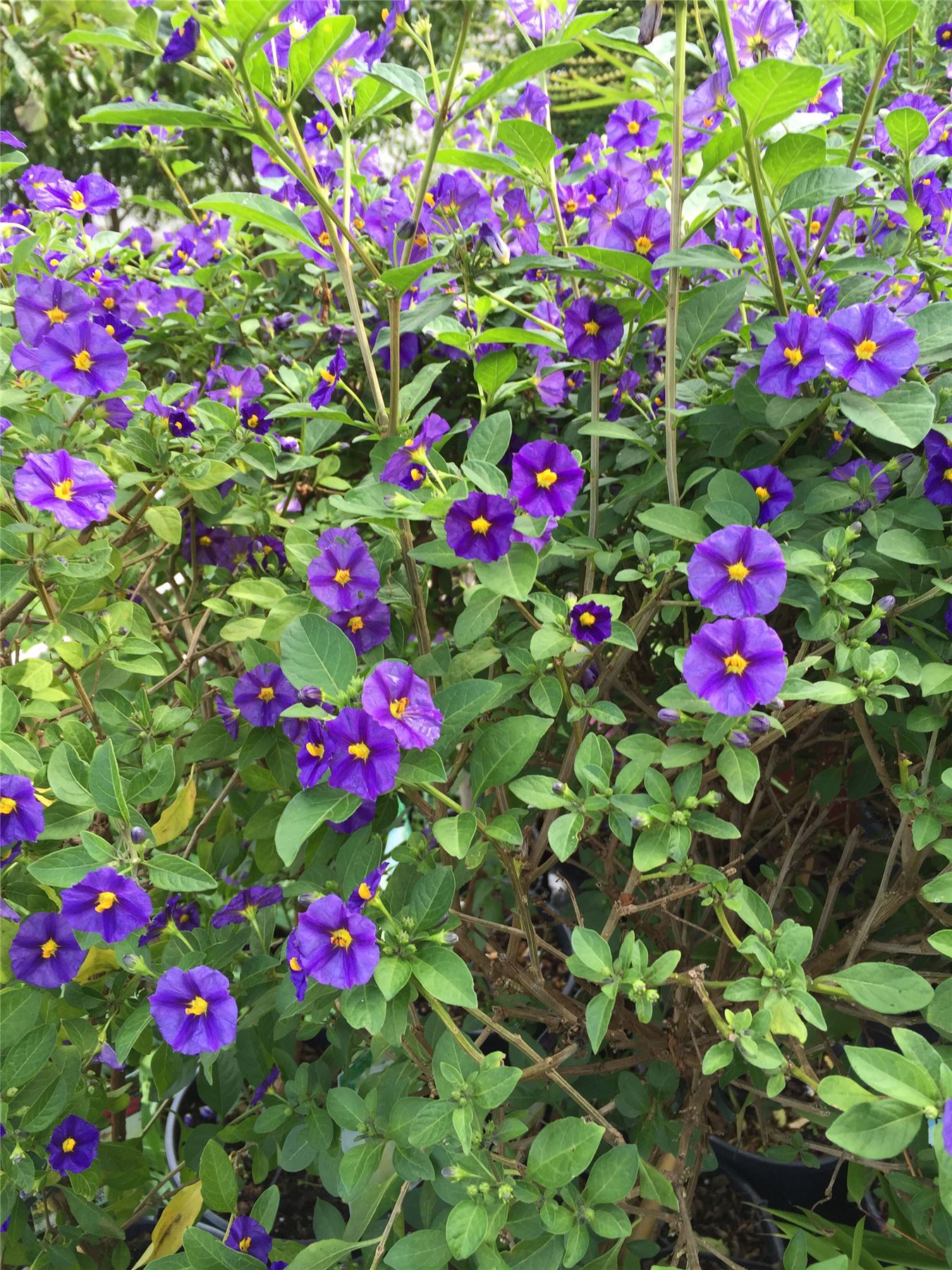 1 Blue Potato Bush Royal Robe Pot Standing Garden Plant Fragrant