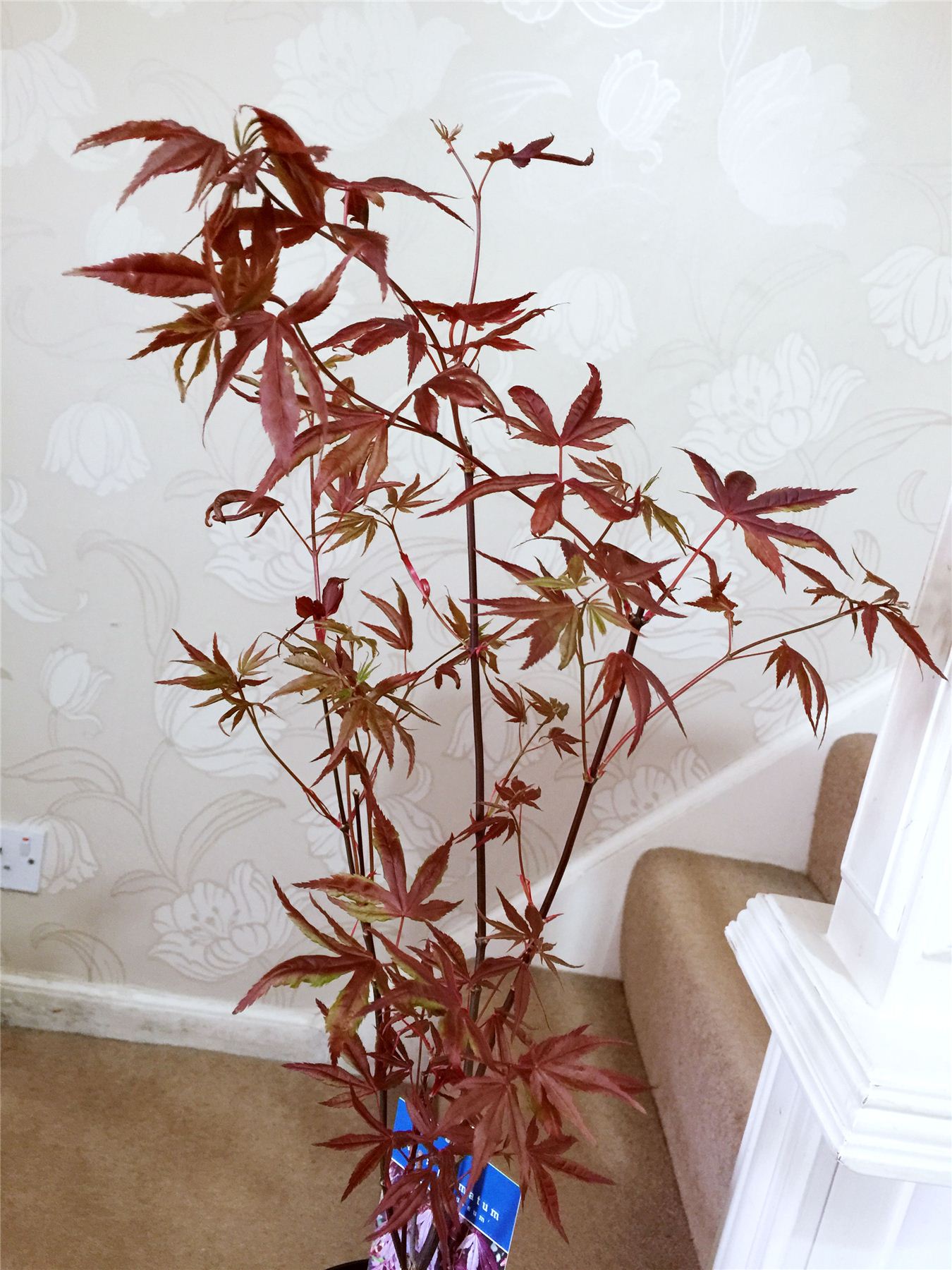 Japanese Maple Acer Palmatum House Tree Indoor Outdoor Plant Garden in
