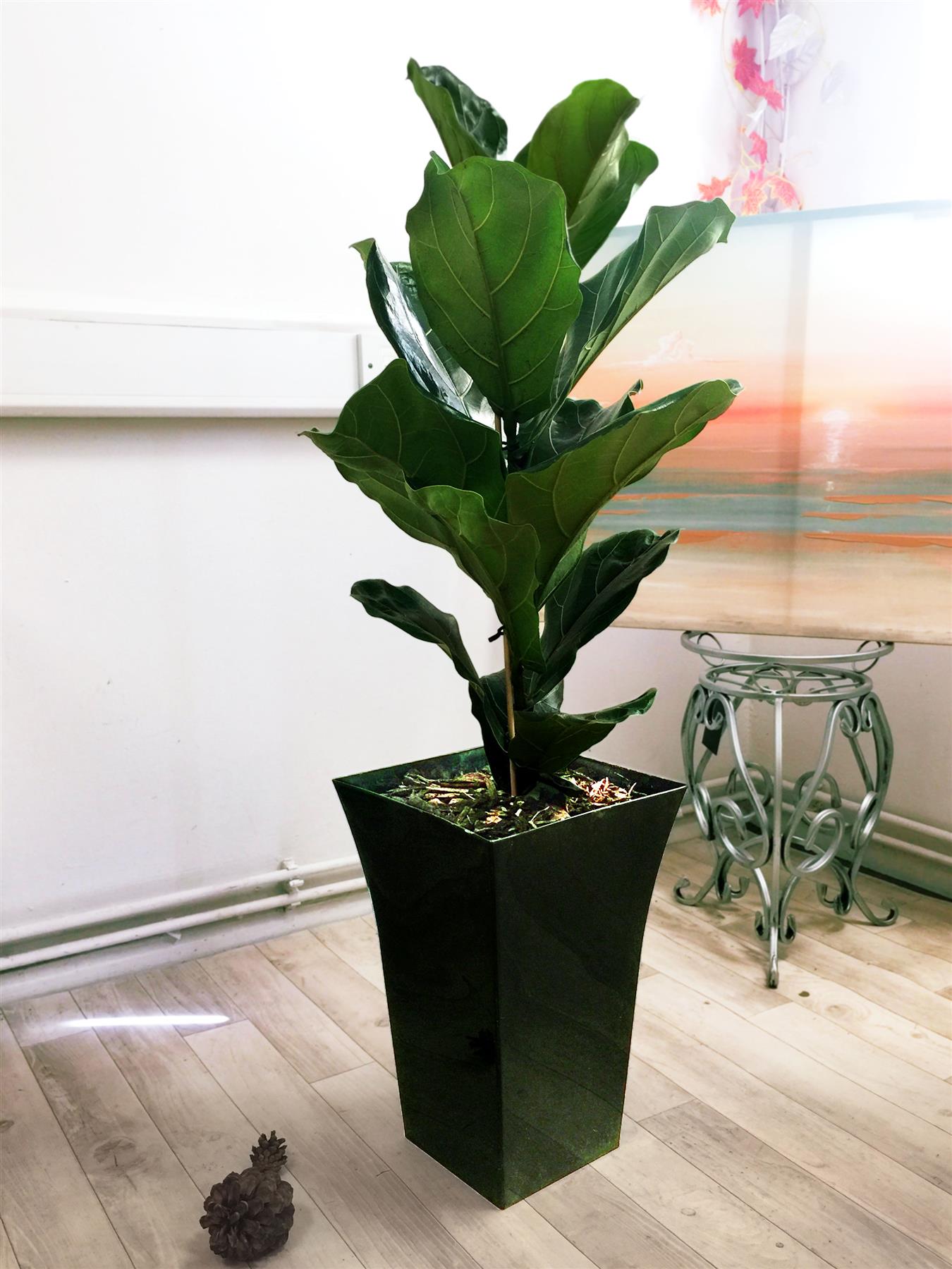 1 Large Indoor Tree Milano Gloss Pot Office House Conservatory Floor