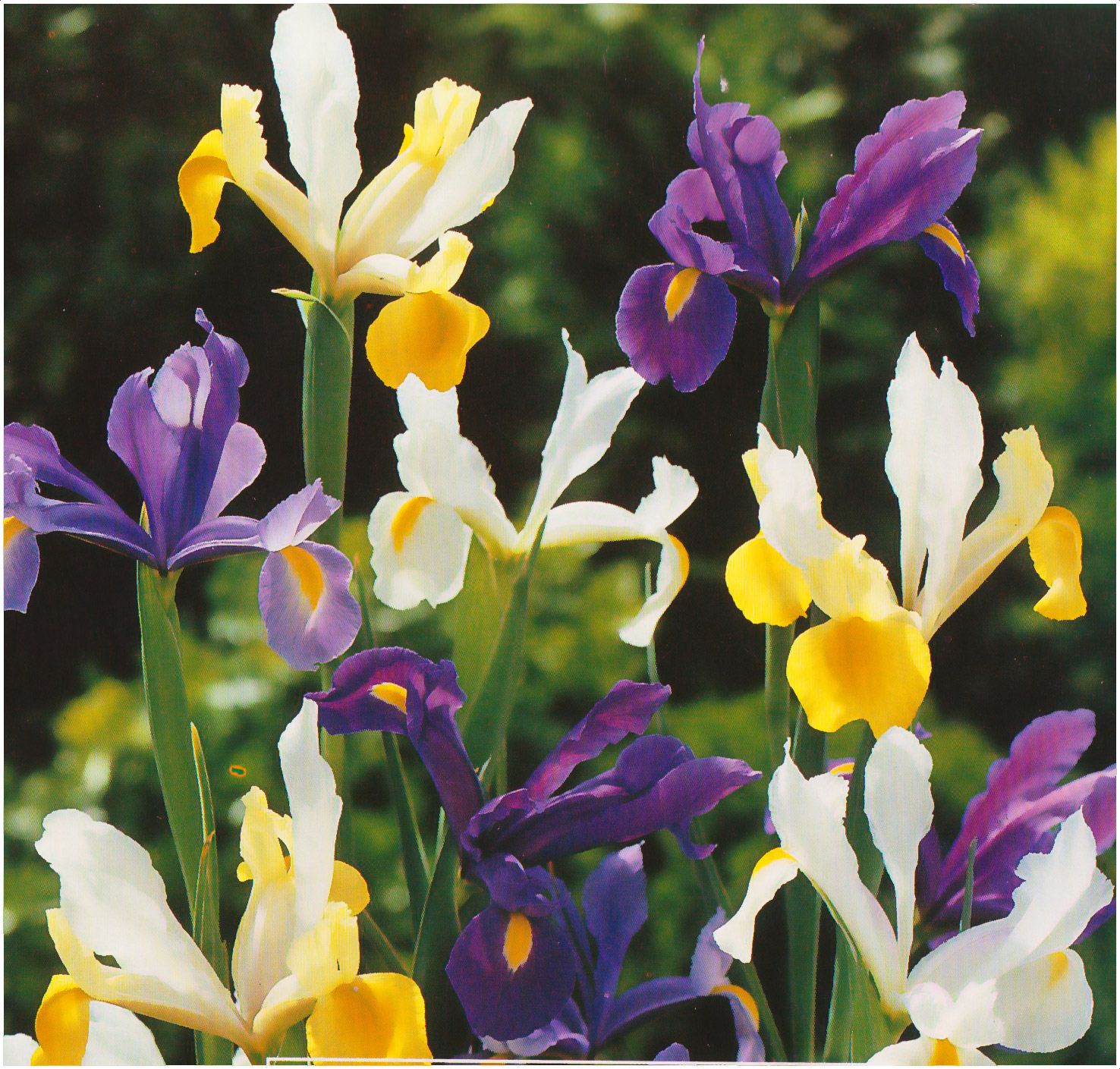 20 FREESIEN GEMISCHTE SOMMER BLÜHENDE GÄRTNER BLUMENZWIEBELN