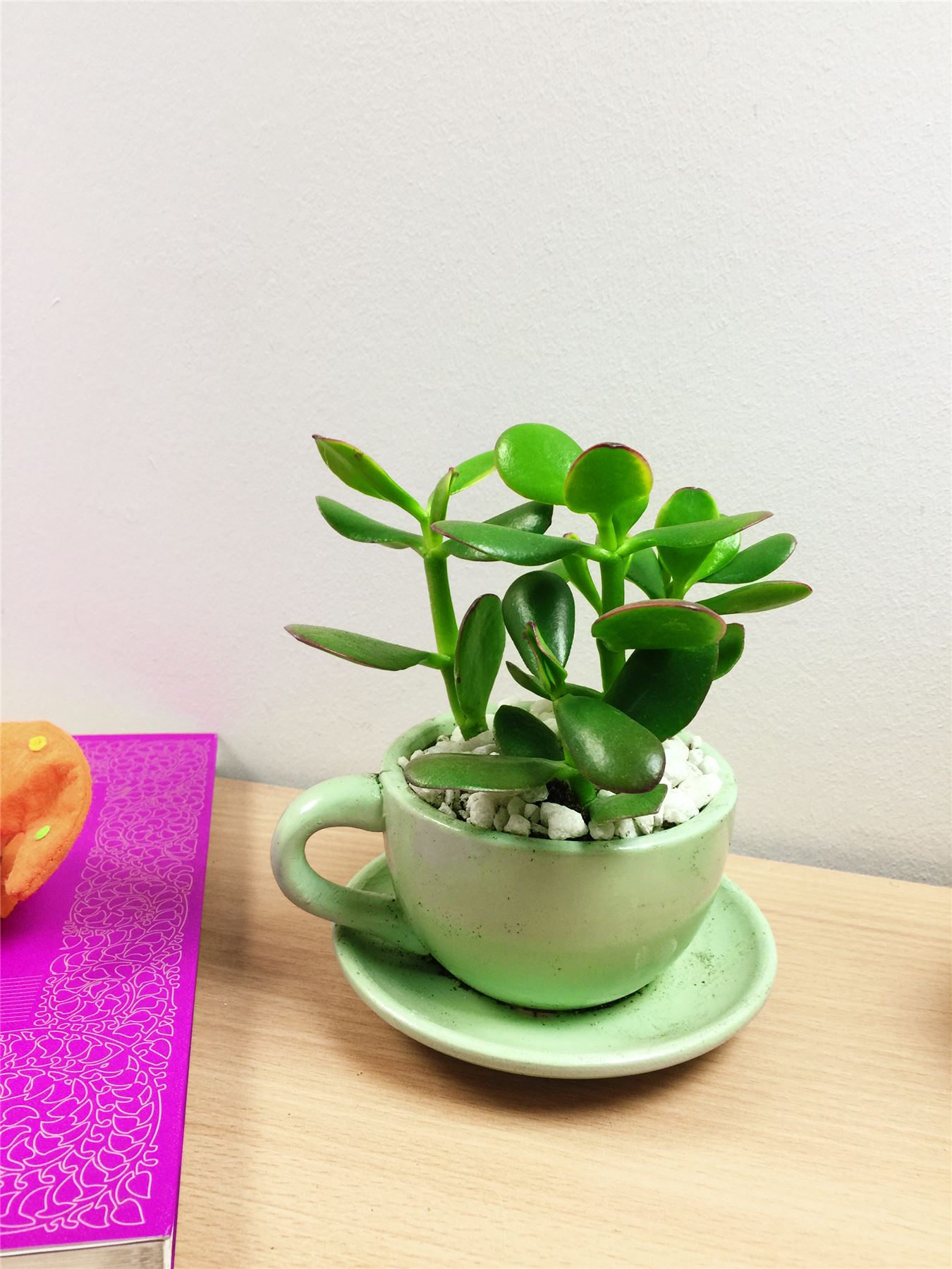 1 Mini Succulents Cactus Evergreen Office House Plant in Teacup Coffee