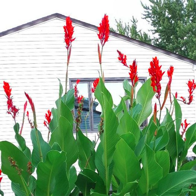 Long Lasting Giant Red Flowers Canna Lily Roots Perennial Plant Tropical Garden