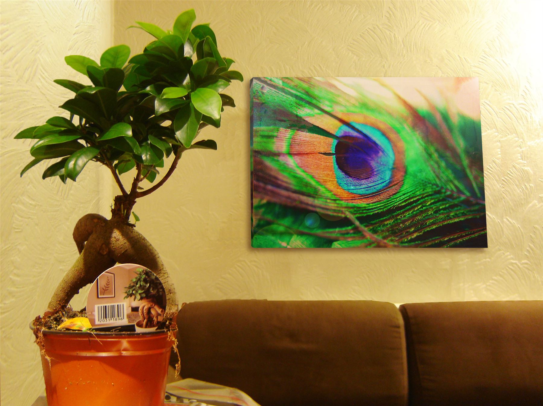 1 BONSAI FICUS GINSENG GENSENG INDOOR TREE IN POT RARE SPECIES