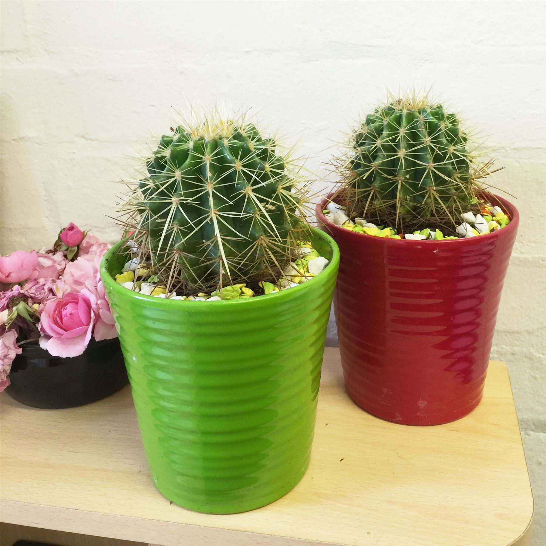 1 x LARGE CACTUS SUCCULENT EVERGREEN INDOOR OFFICE CACTI PLANT