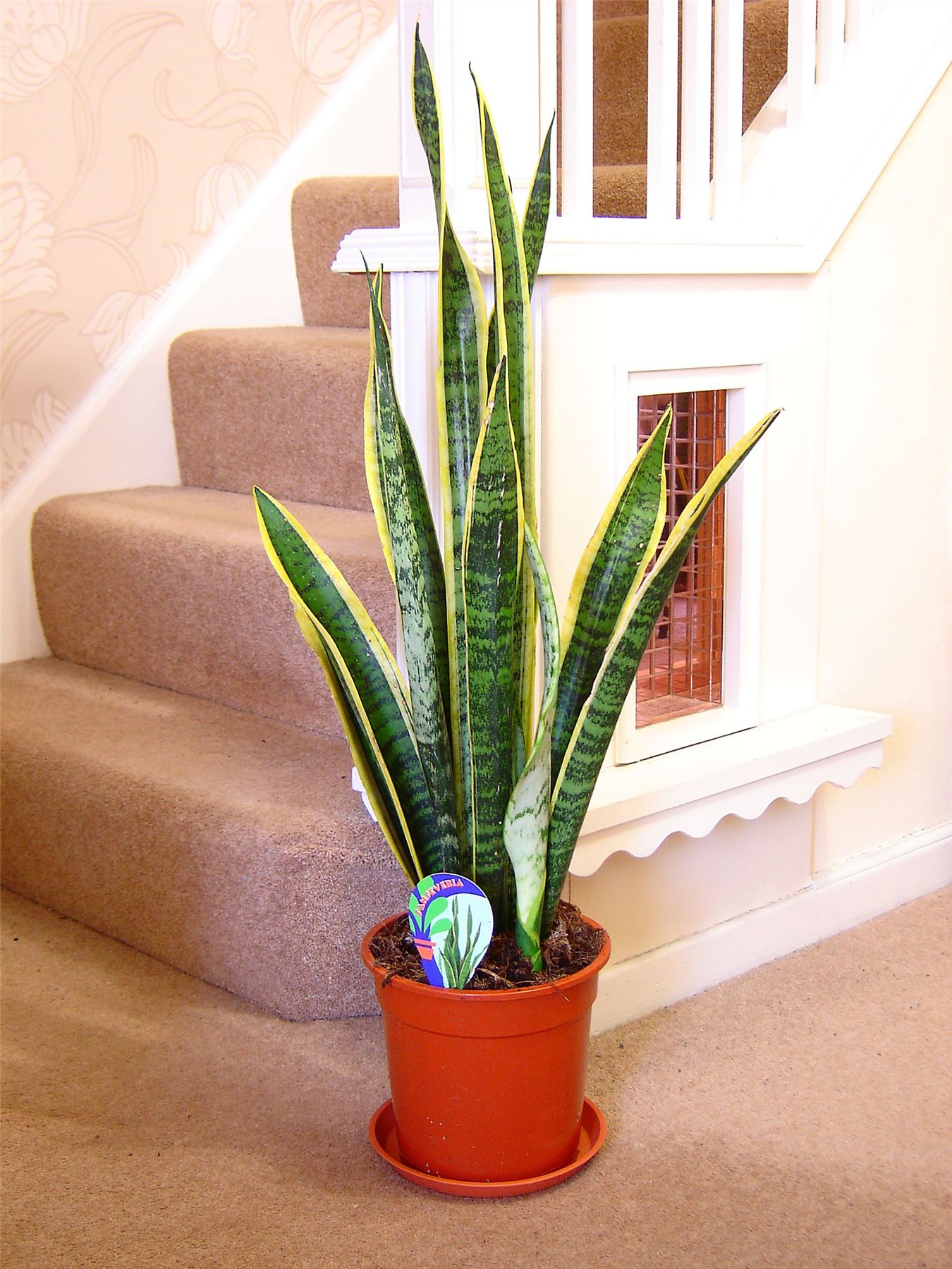 1 MOTHER IN LAW'S TONGUE GOOD LUCK SNAKE PLANT IN POT ...