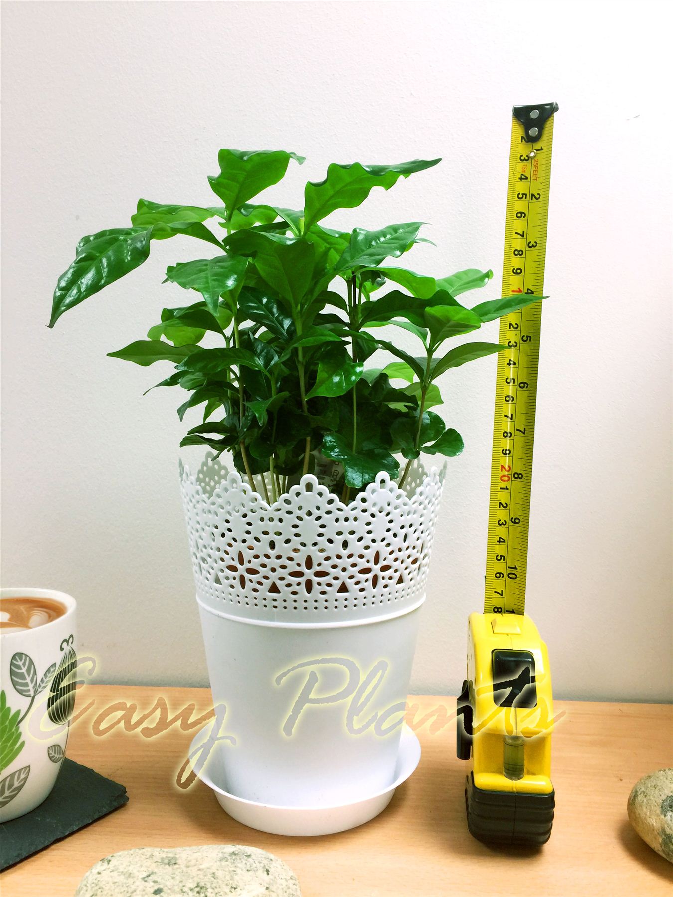 1 Arabica Coffee Plant Tree in Pot Indoor house Garden
