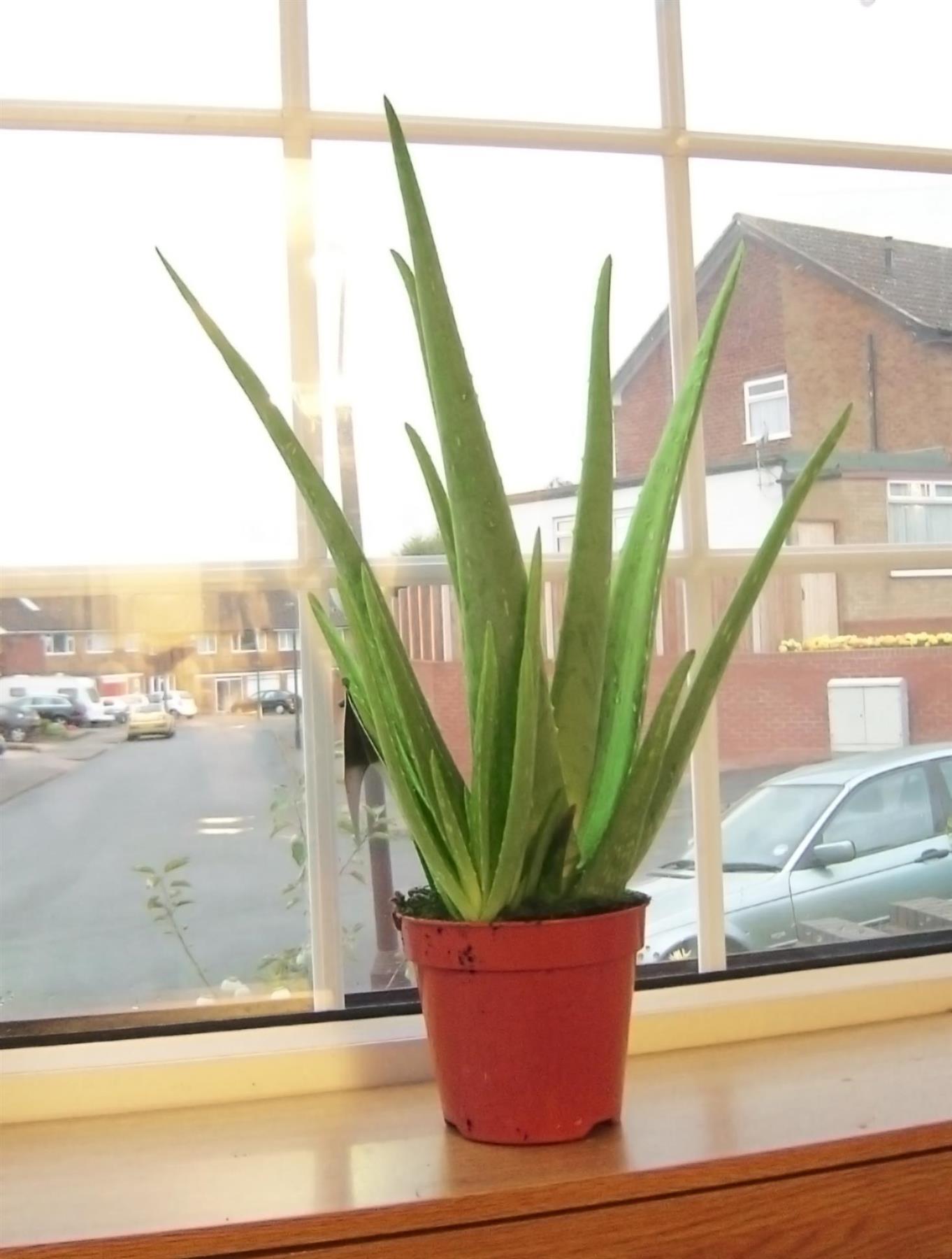 EVERGREEN NATURE ALOE VERA IN POT NATURAL MEDICINAL HEALING INDOOR GARDEN PLANT eBay