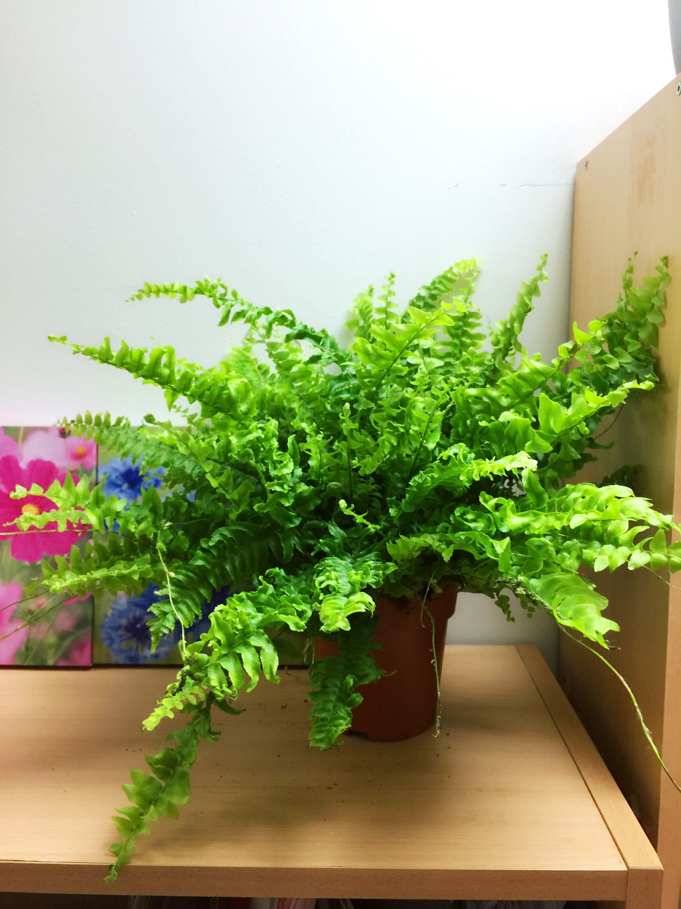 NEPHROLEPIS BOSTON FARN Indoor saubere Luft Pflanze in Topf